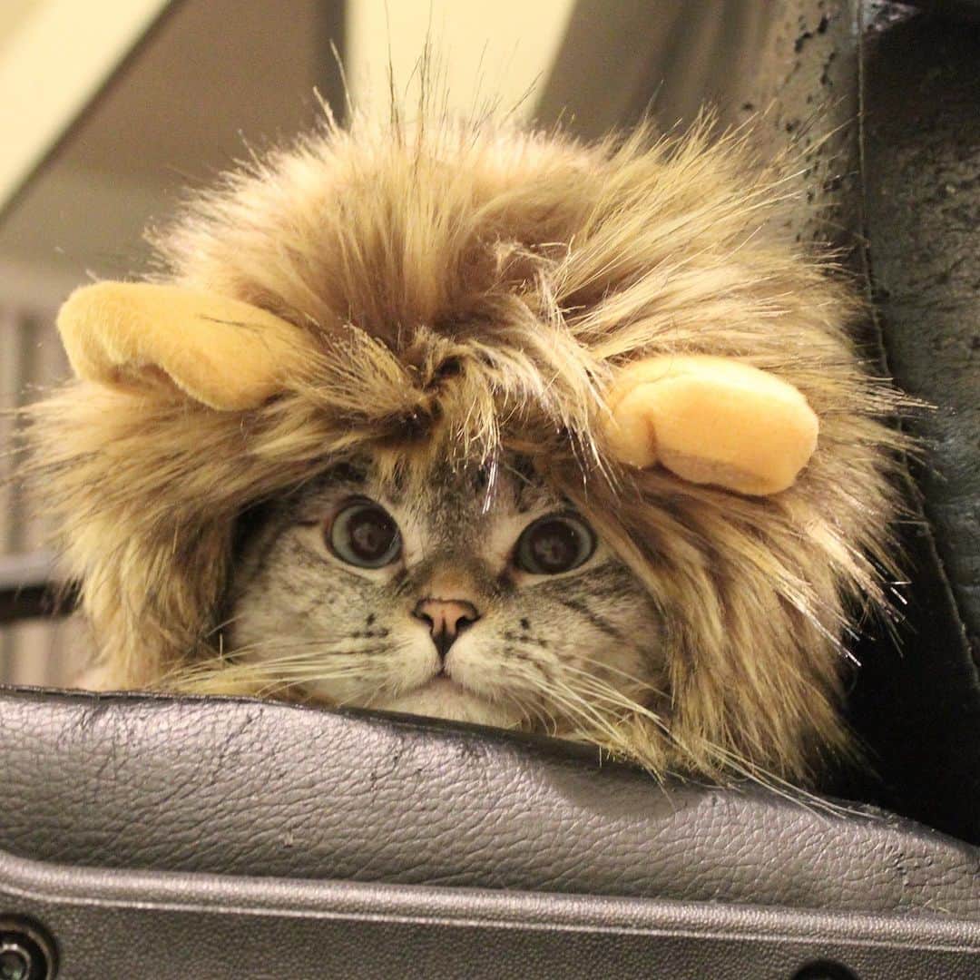 nala_catのインスタグラム