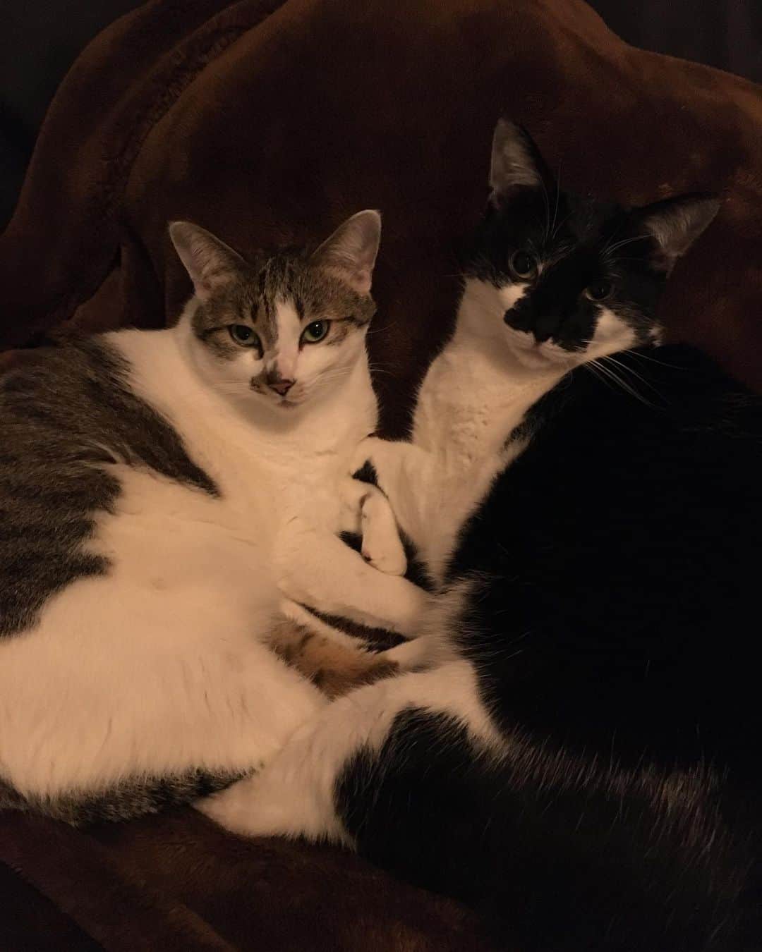 落合モトキのインスタグラム：「なにしてんの #猫」