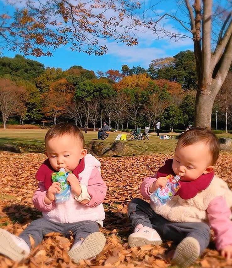 森永乳業#親ばかグランプリ【公式】のインスタグラム：「🍼今週の#チュウチュウごくごく選手権 🥤﻿ ﻿ －－－－－－－－－－－－－－－－－－﻿ @marina_k.3.29﻿ ほんとーに食いしんぼうな2人😂💓﻿ ﻿ ﻿ 食べたり飲んだりしてる時だけは静かで真剣w😳﻿ －－－－－－－－－－－－－－－－－－﻿ ﻿ 枯れ葉の絨毯で仲良くひとやすみ😌﻿🍂 外でのチュウごくはひときわ美味しいでしょうね☺🥤﻿ ﻿ みなさまも、「#チュウチュウごくごく選手権 」と「#おでかけ代表」または「#おうち代表」を付けてご参加ください🎵﻿ 詳しくは、プロフィールのリンクをCHECK😉﻿ @morinaga_chuchu_gokugokucp﻿ ﻿ ※リグラム掲載による商品当選との関係はございませんので、予めご了承ください。﻿ ﻿ #森永乳業 #チュウチュウごくごく選手権 #おでかけ代表 #おうち代表 #キャンペーン﻿ #子ども #子供 #こどものいる暮らし﻿ #はぐくみ #やさいジュレ #うるジュレ #こどミル」