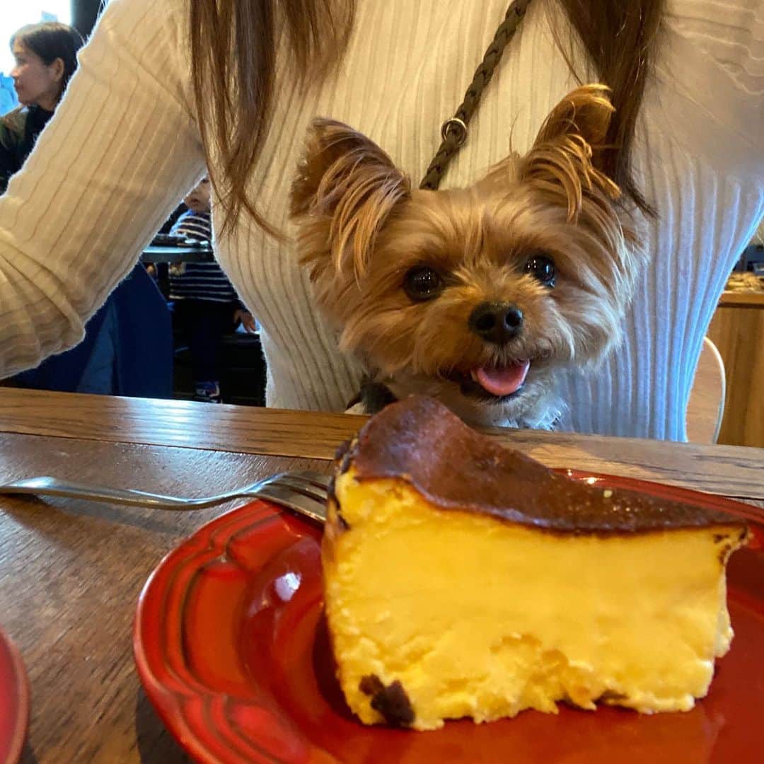 Rubyさんのインスタグラム写真 - (RubyInstagram)「🐶💬 cheese cake 🧀 🍰 😋  バスクチーズケーキと美味しいコーヒーをいただきました。バスクチーズケーキの流行を作った某所のより私はこちらのが好きでした。あとあと、コーヒーが美味しい！また行きたい。今度はカレーも食べたいな。美味しそうなドリンクメニューもたーくさんあって素敵な空間でした。 くうちゃん、一緒にありがとう。  #yorkie #yorkshireterrier #ヨーキー #ヨークシャテリア #赤坂 #rubyとカフェとわたし」1月31日 11時59分 - ruby_the_yorkie