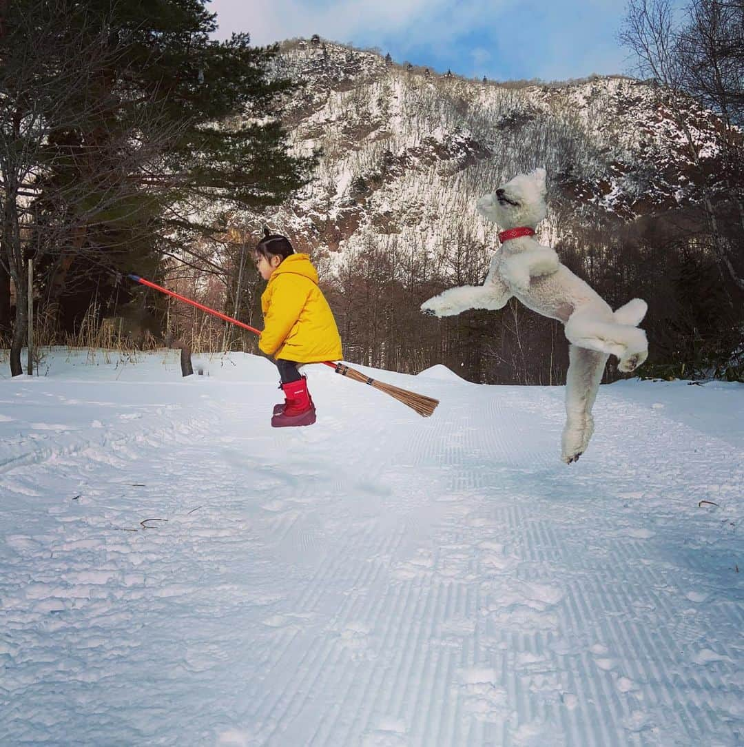 たまねぎさんのインスタグラム写真 - (たまねぎInstagram)「. . 大好きな @halno さんの魔法のほうきで、勝手にコラボー(*´꒳`*)💕 . . Halnoさん、早くインフル治りますように！ . . #standardpoodle #dog #lovedogs #poodlesofinstagram #スタンダードプードル #大型犬と子供 #poodle #dogstagram #いぬのいる生活 #もふもふ部 #わんこ部 #子どもと犬 #kidsanddog #ママリ #キズナ #コドモノ #いこーよ #いぬのきもち #犬と暮らす #いぬなしでは生きていけません #フランソワ王国  #勝手にコラボ #空飛ぶ #ホウキ#浮遊写真 #八ツ矢工業 #halnoの魔法のほうき」1月31日 3時27分 - tamanegi.qoo.riku