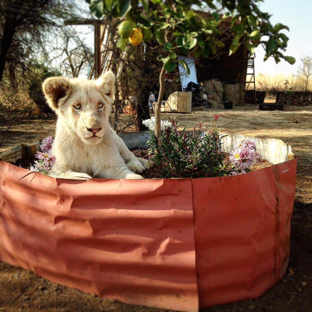 Kevin Richardson LionWhisperer さんのインスタグラム写真 - (Kevin Richardson LionWhisperer Instagram)「Tbt to when Thor had this fetish for lying in make shift flower pots. Let’s give him credit, he was only 7 months old and thankfully has outgrown it. #tbt #tbthursday #miaandthewhitelion #whitelion #lion」1月31日 3時25分 - lionwhisperersa