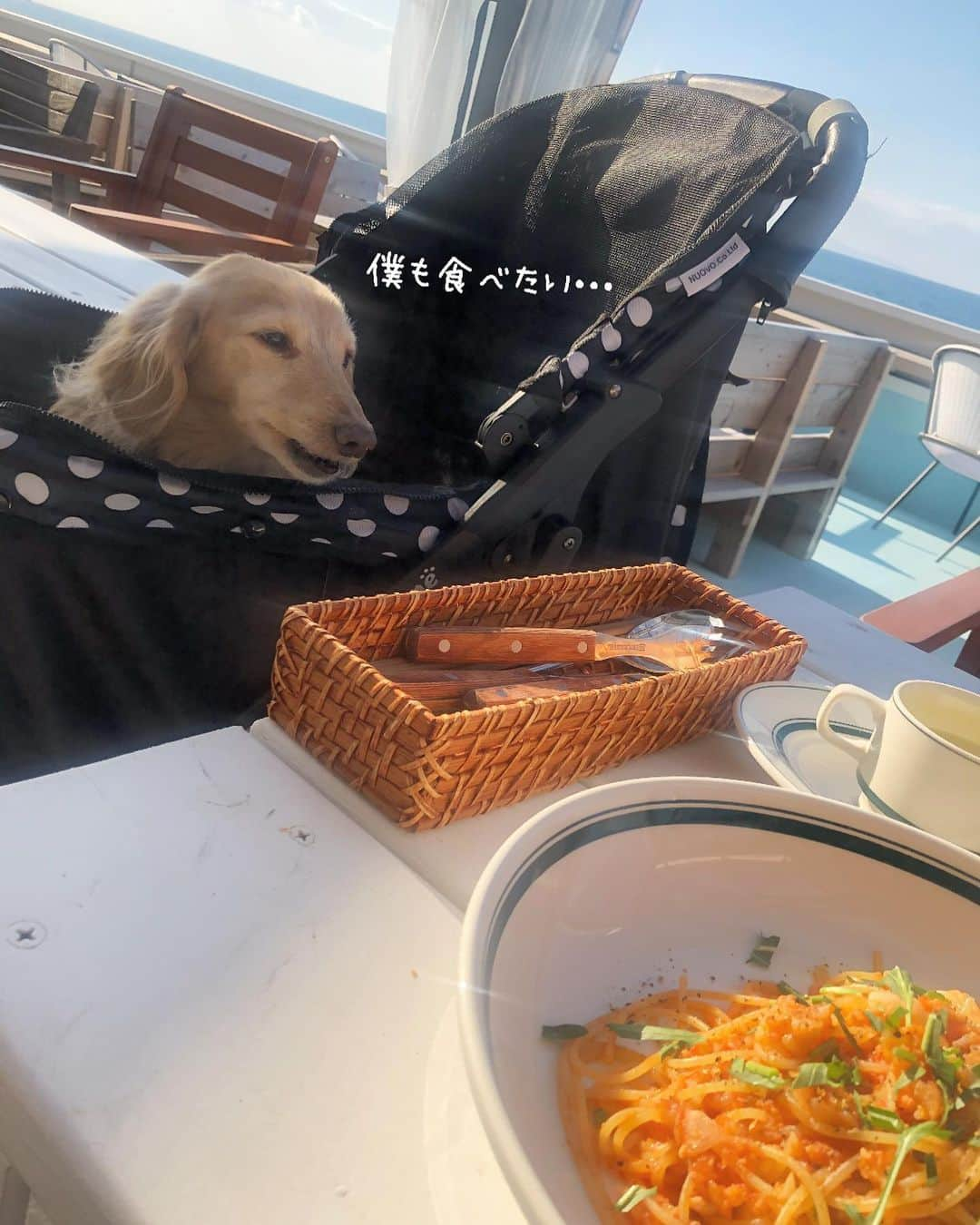 チズさんのインスタグラム写真 - (チズInstagram)「海🏖＋ごはん🍝＝最高💯💖 淡路島に行ったら是非 行ってほしい😍 @garbcosta_orange 🍊  #再訪 ✨ #ガーブ 🍊 #garbcostaorange 🇮🇹 #海カフェ#淡路島ランチ #犬とお出かけ 🐕💨 #旅は犬連れ  #Mダックス#ダックス#ミニチュアダックス #親父犬#シニア犬#ミニチュアダックスフンド #ミニチュアダックスクリーム#短足部 #短足犬#カニンヘンダックス #ダックス13歳#カニンヘンダックスフンド#犬は家族#犬のいる生活#インスタでわんこみるのが日課 ♡♡」1月31日 4時22分 - sqi.chizu