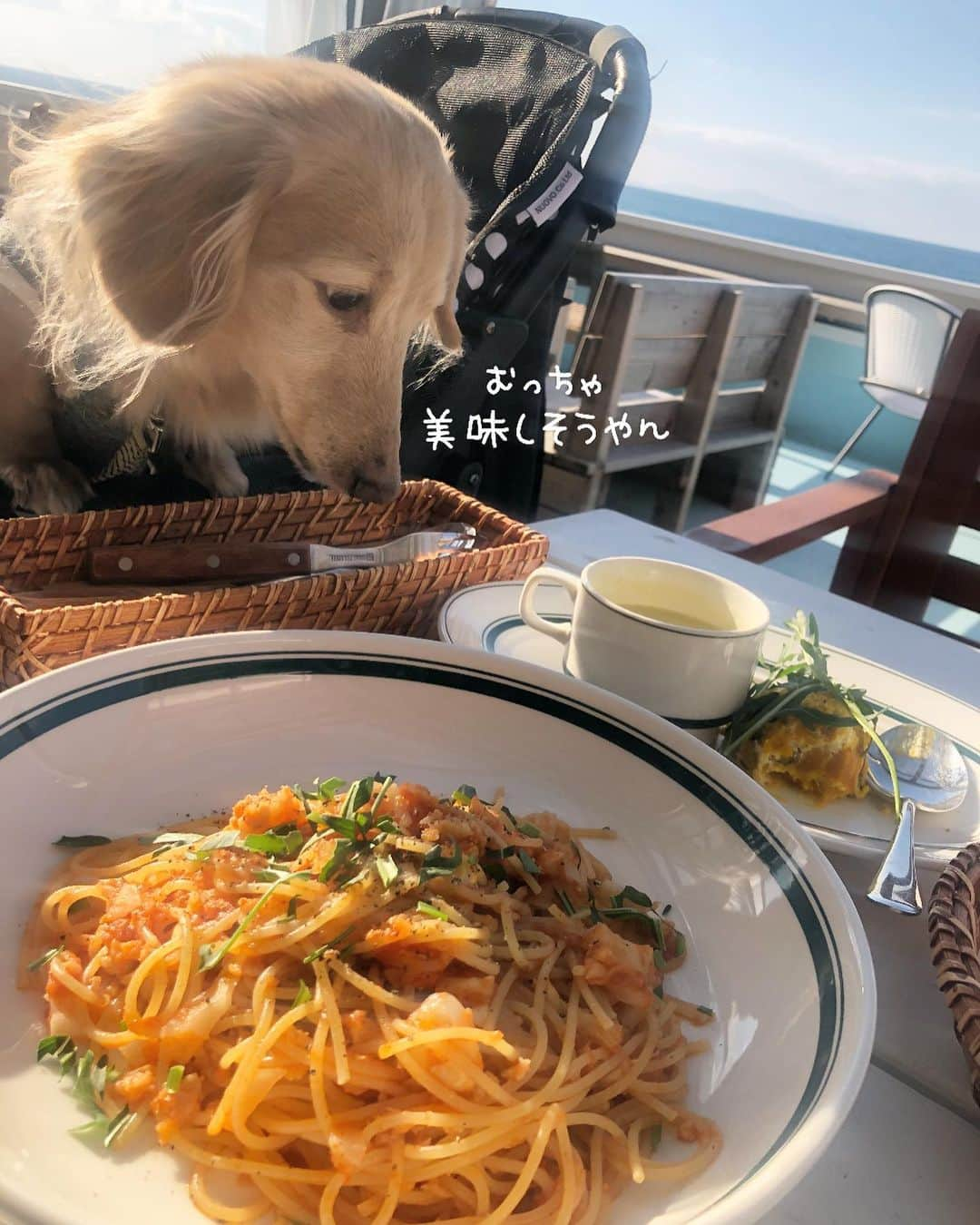 チズさんのインスタグラム写真 - (チズInstagram)「海🏖＋ごはん🍝＝最高💯💖 淡路島に行ったら是非 行ってほしい😍 @garbcosta_orange 🍊  #再訪 ✨ #ガーブ 🍊 #garbcostaorange 🇮🇹 #海カフェ#淡路島ランチ #犬とお出かけ 🐕💨 #旅は犬連れ  #Mダックス#ダックス#ミニチュアダックス #親父犬#シニア犬#ミニチュアダックスフンド #ミニチュアダックスクリーム#短足部 #短足犬#カニンヘンダックス #ダックス13歳#カニンヘンダックスフンド#犬は家族#犬のいる生活#インスタでわんこみるのが日課 ♡♡」1月31日 4時22分 - sqi.chizu