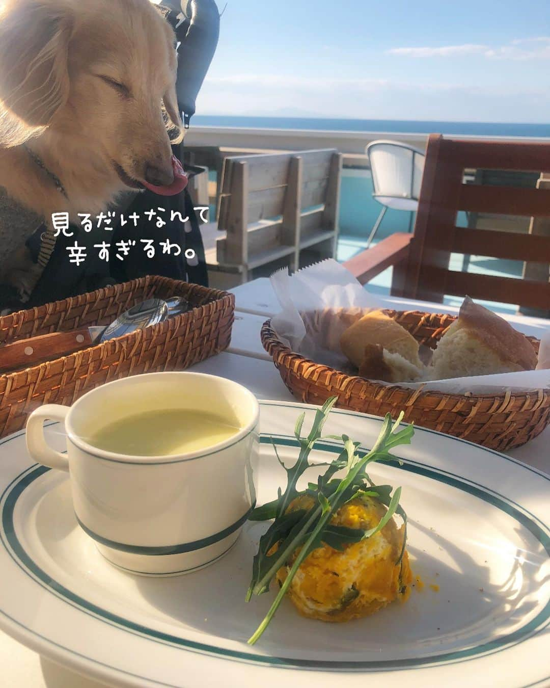 チズさんのインスタグラム写真 - (チズInstagram)「海🏖＋ごはん🍝＝最高💯💖 淡路島に行ったら是非 行ってほしい😍 @garbcosta_orange 🍊  #再訪 ✨ #ガーブ 🍊 #garbcostaorange 🇮🇹 #海カフェ#淡路島ランチ #犬とお出かけ 🐕💨 #旅は犬連れ  #Mダックス#ダックス#ミニチュアダックス #親父犬#シニア犬#ミニチュアダックスフンド #ミニチュアダックスクリーム#短足部 #短足犬#カニンヘンダックス #ダックス13歳#カニンヘンダックスフンド#犬は家族#犬のいる生活#インスタでわんこみるのが日課 ♡♡」1月31日 4時22分 - sqi.chizu