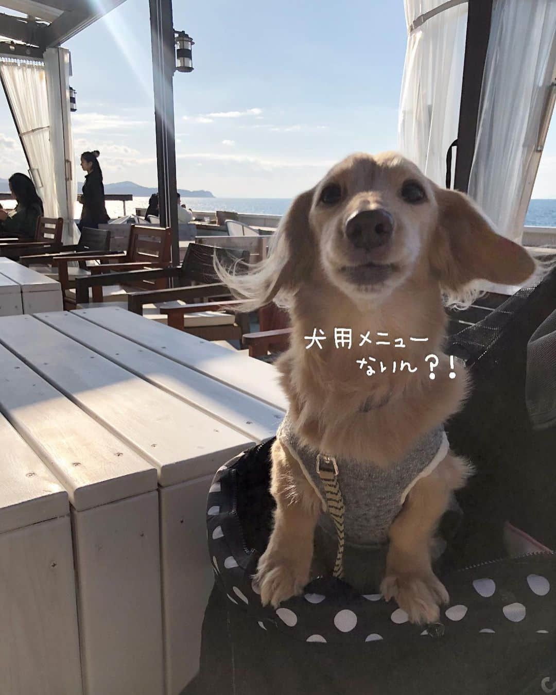 チズさんのインスタグラム写真 - (チズInstagram)「海🏖＋ごはん🍝＝最高💯💖 淡路島に行ったら是非 行ってほしい😍 @garbcosta_orange 🍊  #再訪 ✨ #ガーブ 🍊 #garbcostaorange 🇮🇹 #海カフェ#淡路島ランチ #犬とお出かけ 🐕💨 #旅は犬連れ  #Mダックス#ダックス#ミニチュアダックス #親父犬#シニア犬#ミニチュアダックスフンド #ミニチュアダックスクリーム#短足部 #短足犬#カニンヘンダックス #ダックス13歳#カニンヘンダックスフンド#犬は家族#犬のいる生活#インスタでわんこみるのが日課 ♡♡」1月31日 4時22分 - sqi.chizu