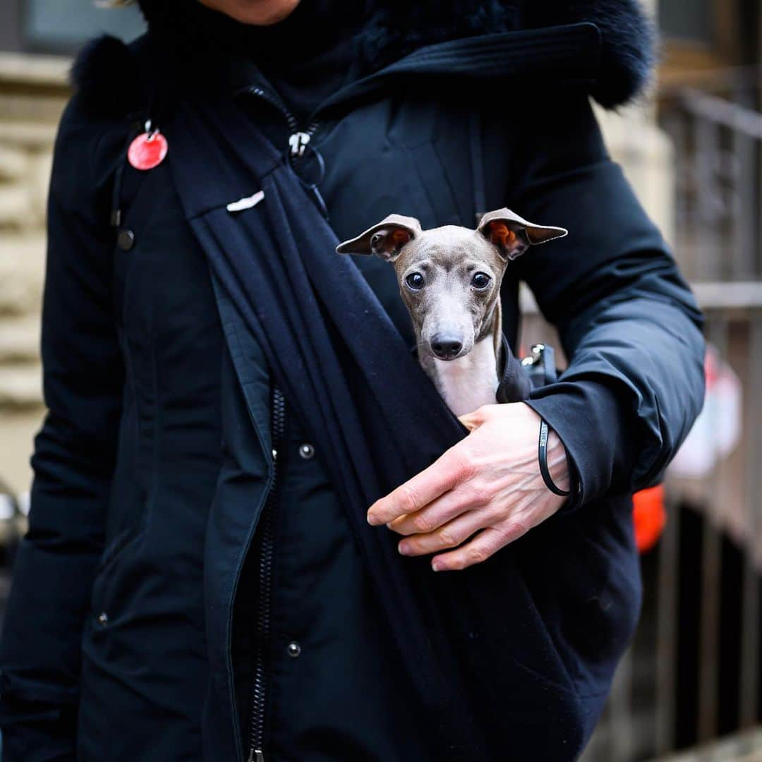 The Dogistさんのインスタグラム写真 - (The DogistInstagram)「Lady Betsy, Italian Greyhound (10 m/o), 17th & 8th Ave., New York, NY • “She was held back to show but she never grew. She’s 8.5 pounds and they’re usually 11-13.” @iggyladybetsy」1月31日 4時56分 - thedogist