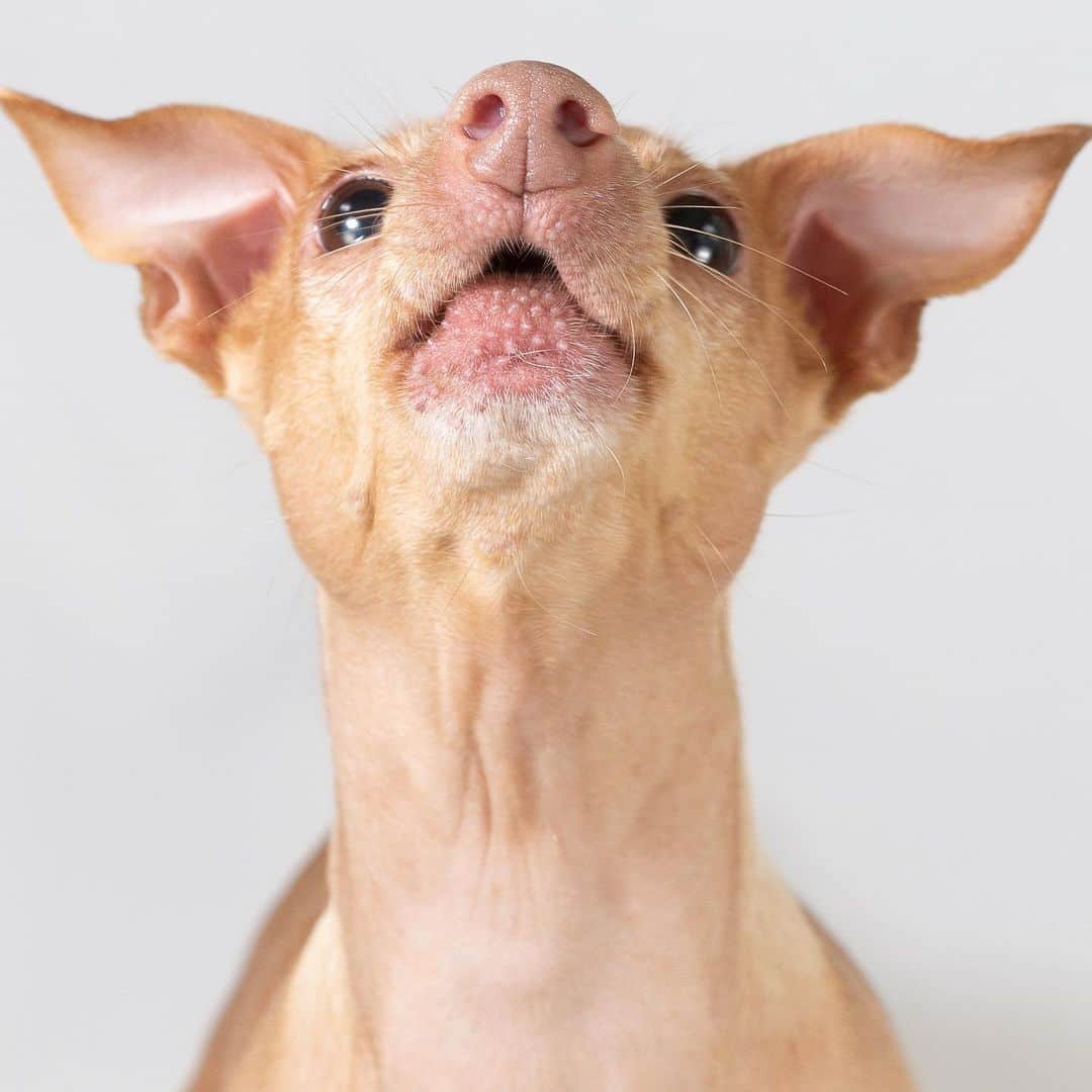 Tuna {breed:chiweenie} さんのインスタグラム写真 - (Tuna {breed:chiweenie} Instagram)「His teeth are being shy. 😍」1月31日 4時59分 - tunameltsmyheart