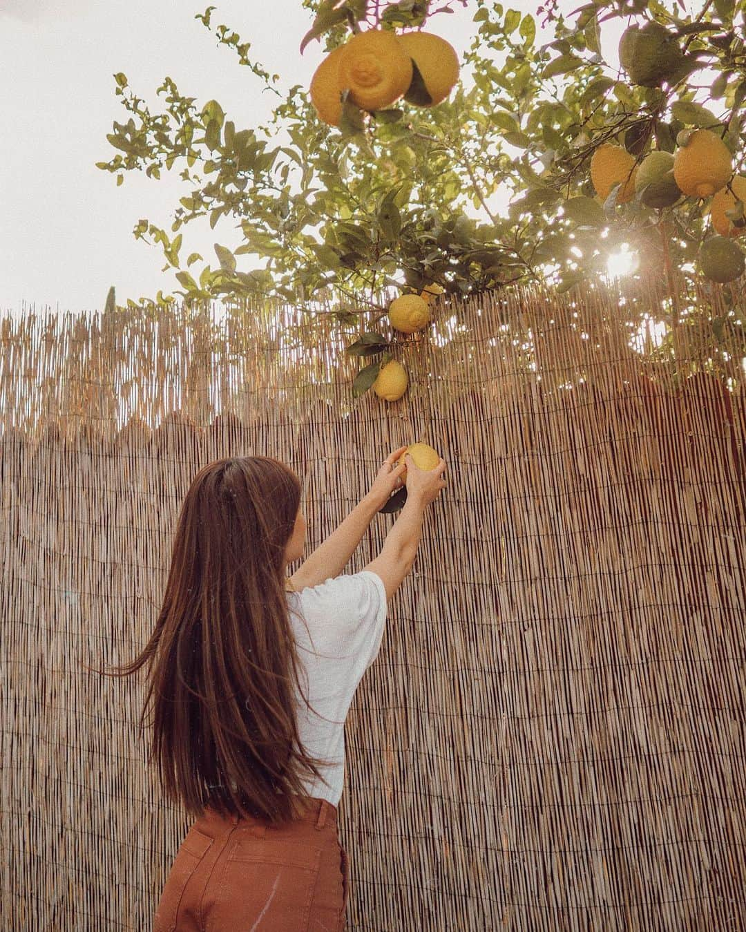 W E Y L I Eさんのインスタグラム写真 - (W E Y L I EInstagram)「Just another day in the (Sophie’s) garden 🍋🥔🥕 I’ve been rocking my straight hair more often these days, and I love it! Idk why it took me like 26 years to finally appreciate it 😂 Currently wearing just one row of @naturalbeadedrowsextensions. I love the extra volume because I naturally have pretty thin hair on the sides of my head. I never thought I would stick to a hair extension method for this long (3 years), but I finally found one that works for me. I also decided to go with a more solid brown color all over with very little dimension. Have you noticed the subtle change? 🌸 Hair done by @katie.dkwstyling at @dkwstylingsalon #naturalbeadedrowsextensions #dkwstyling」1月31日 5時44分 - weylie