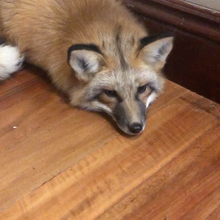Rylaiのインスタグラム