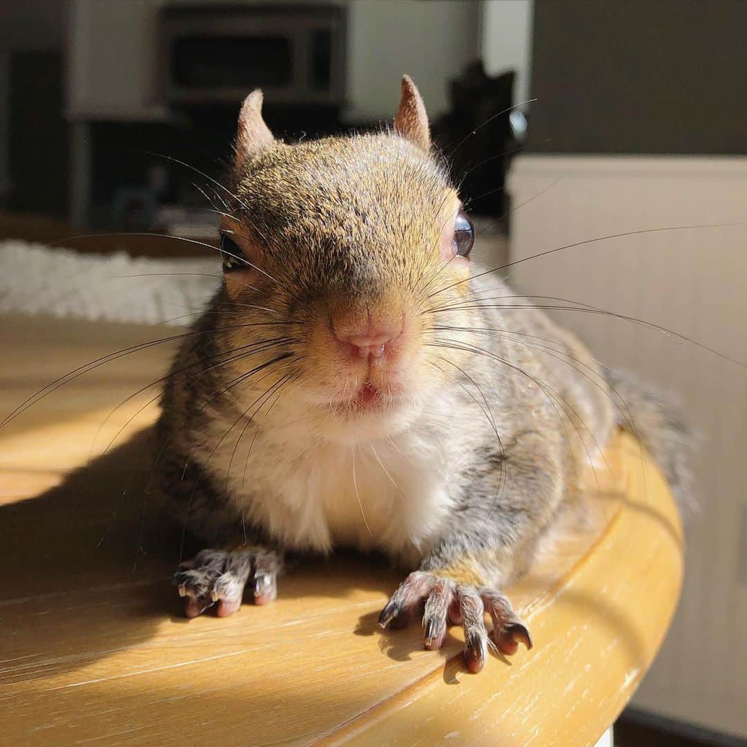 Jillのインスタグラム：「☀️thinking warm thoughts☀️⁣⁣ ⁣⁣ Jill loves to sit on the dining table and melt in the sun.⁣⁣ ⁣⁣ ⁣ ⁣⁣ #petsquirrel #squirrel #squirrels #squirrellove #squirrellife #squirrelsofig #squirrelsofinstagram #easterngreysquirrel #easterngraysquirrel #ilovesquirrels #petsofinstagram #jillthesquirrel #thisgirlisasquirrel」