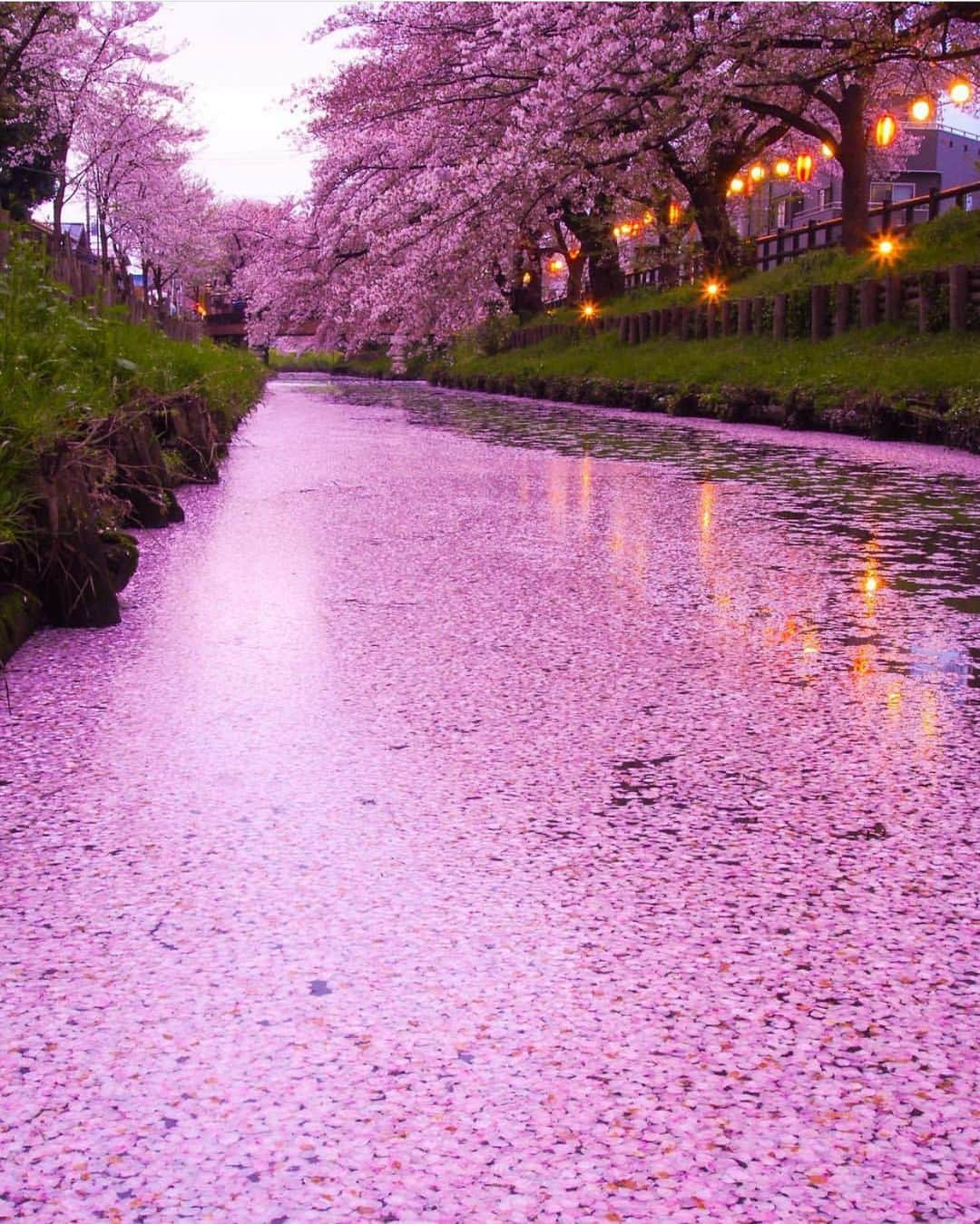 Wonderful Placesさんのインスタグラム写真 - (Wonderful PlacesInstagram)「Cherry Blossoms in Japan ✨🌸🌸🌸✨ . Pictures by ✨✨@t.hagi_1013✨✨ #wonderful_places for a feature 🌸」1月31日 6時57分 - wonderful_places