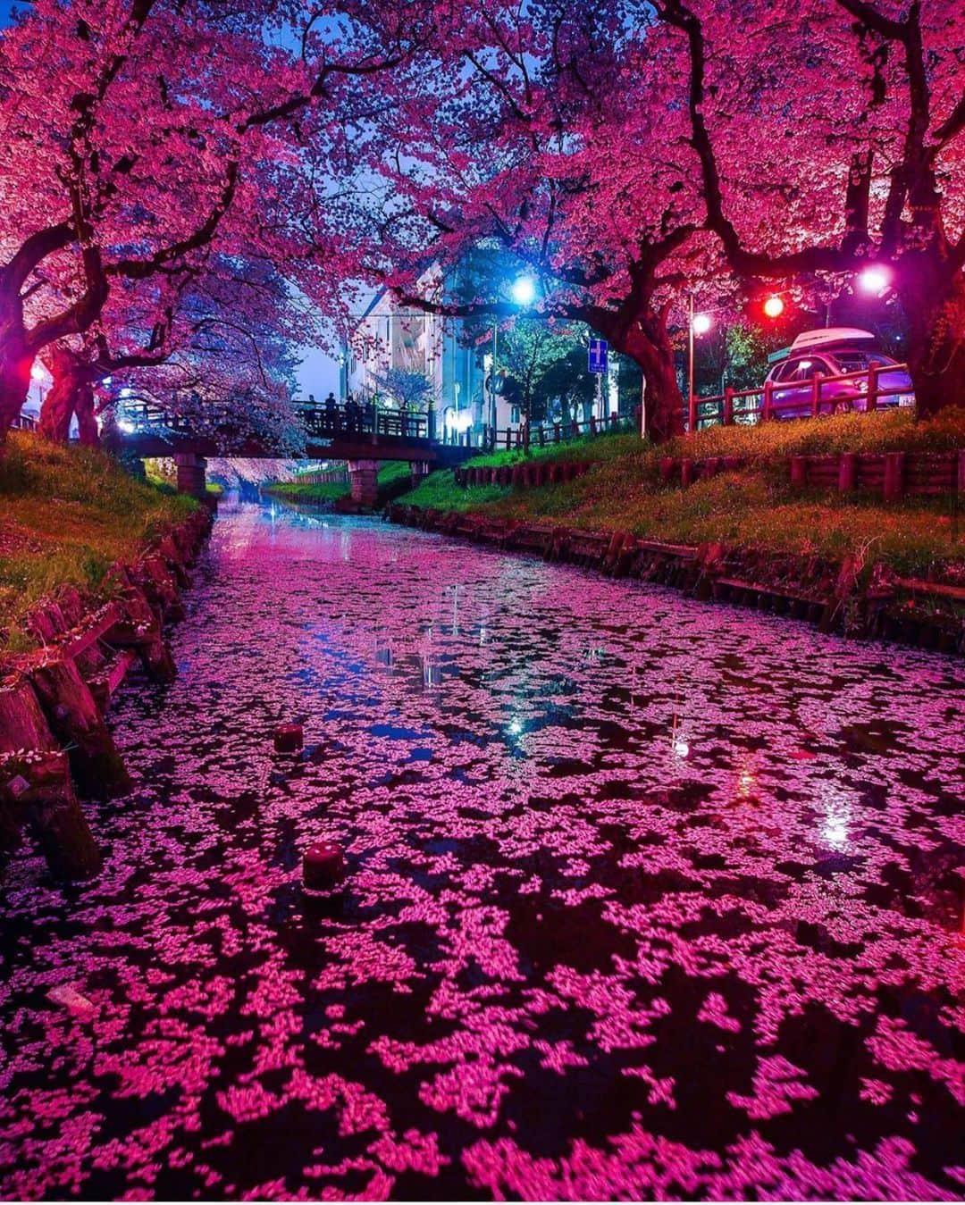 Wonderful Placesさんのインスタグラム写真 - (Wonderful PlacesInstagram)「Cherry Blossoms in Japan ✨🌸🌸🌸✨ . Pictures by ✨✨@t.hagi_1013✨✨ #wonderful_places for a feature 🌸」1月31日 6時57分 - wonderful_places