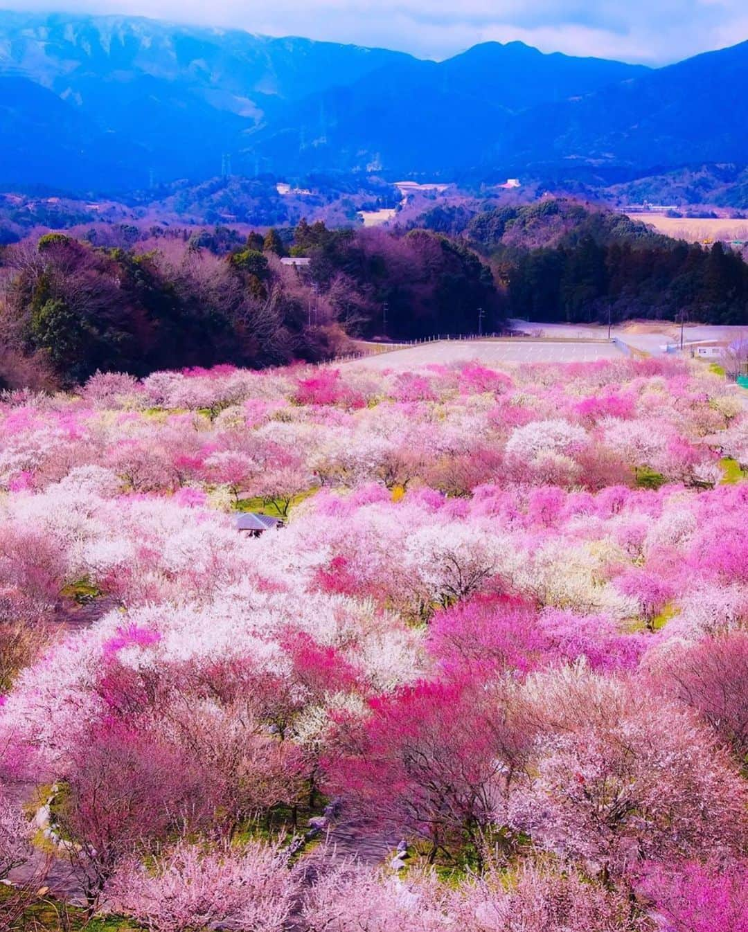 Wonderful Placesさんのインスタグラム写真 - (Wonderful PlacesInstagram)「Cherry Blossoms in Japan ✨🌸🌸🌸✨ . Pictures by ✨✨@t.hagi_1013✨✨ #wonderful_places for a feature 🌸」1月31日 6時57分 - wonderful_places