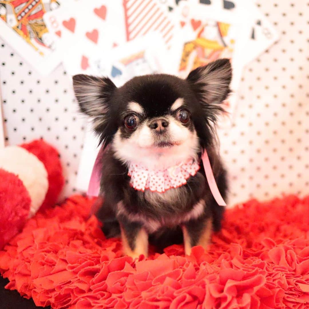 kayoのインスタグラム：「* * めろめろ増量中🤭🤫 * * Melon❤️ * * #chihuahua#chihuahualove#dogstgram#dog#instadog#チワワ#チワワ大好き * *」