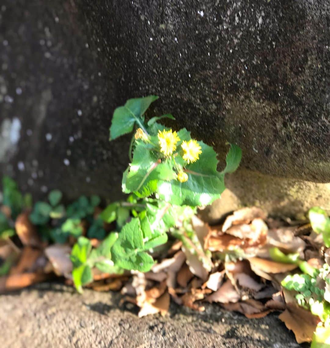 前野えまさんのインスタグラム写真 - (前野えまInstagram)「今日もお天気が良くてよかった☀️ いってらっしゃい😊  #おはようございます  #朝の風景 #道端の花 #朝の挨拶 #jk #jk1 #fjk #いってらっしゃい #今日も頑張ろう  #前野えま  #goodmorning  #morningwalk #flower #plants  #haveaniceday  #follow #followme #instagram #instafollow #instagood #tagsforlikes #tflers #tagsforlikesapp #idol #actor #actress」1月31日 7時48分 - maeno_ema