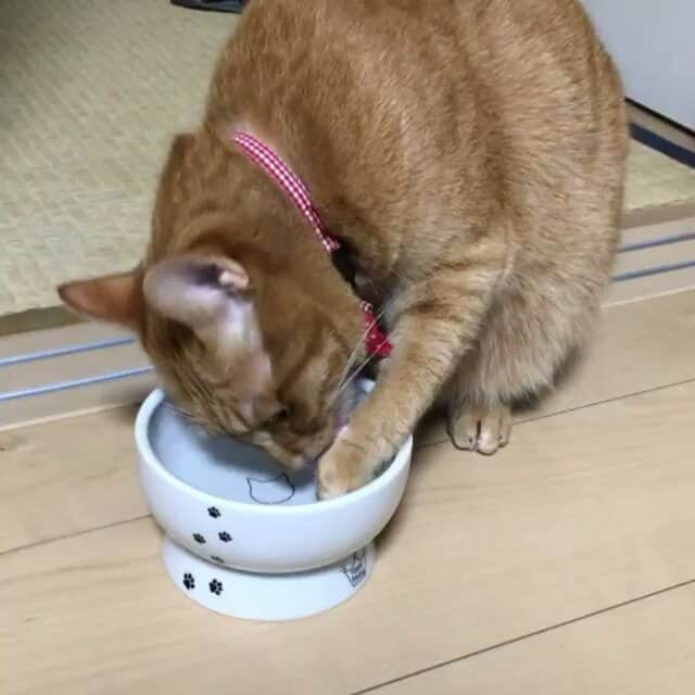 猫壱（ねこいち•ネコイチ）のインスタグラム