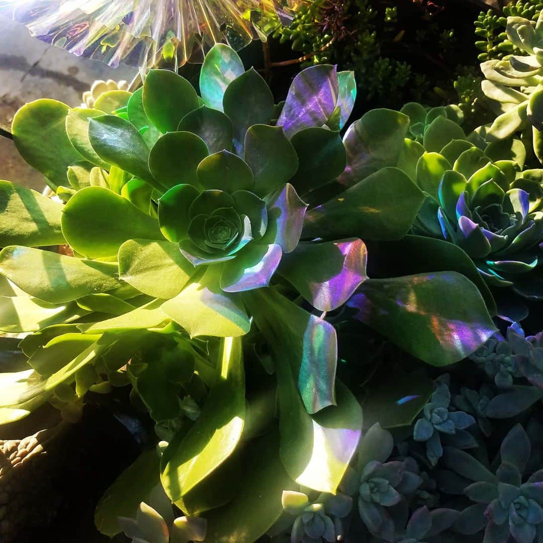 のインスタグラム：「RAINBOW ON THE GIANT SUCCULENT DUDES 🌈🌈🌈🌈 #GASOLINEGARDEN #ILOVEGARDENS #GARDENSRULE #GARDENCHURCH #GARDENPARTY #GARDENMAGIC #AVANTGARDEN #GARDENS #GARDENGANGSTER #GARDEN #GRADENLIFE #GARDENER #GARDENTIME  #GARDENING #VEGETABLEGARDEN #FLOWERS #SUCCULENTS  #PLANTS  #CACTUS #RAINBOW #DAISY #AYEARINFLOWERS  #shadowhills  #THANKYOU @gasolineglamour  #gasolineglamour #AMAZINGSUCCULENTS @nicksnursery  #NICKSNURSERY」