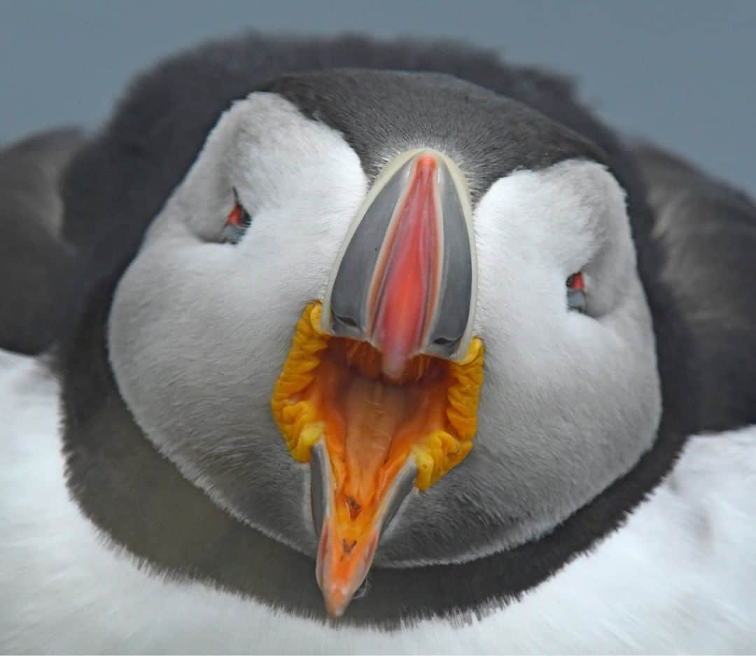 ナショナルジオグラフィックさんのインスタグラム写真 - (ナショナルジオグラフィックInstagram)「Photo by @thomaspeschak | Atlantic puffins are social and nest in colonies, where many pairs are in close proximity. Aggressive encounters in a puffin colony are not unusual, and often begin with displays of gaping—the wider the beak is open, the more upset the puffin. In this case, the bright color of the inside of the mouth and the wrinkled rosettes of swollen skin clearly show this puffin’s displeasure with another bird coming too close to its burrow entrance. The interloper eventually retreated, narrowly avoiding an all-out puffin brawl. For more photographs of puffins follow @thomaspeschak.」1月31日 8時36分 - natgeo