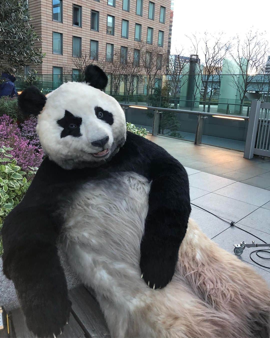 星星（セイセイ）さんのインスタグラム写真 - (星星（セイセイ）Instagram)「🔋 . #充電中 #星星 #パンダ #panda #pandagram #パンダ好きな人と繋がりたい #ZIP!」1月31日 8時41分 - seisei_panda