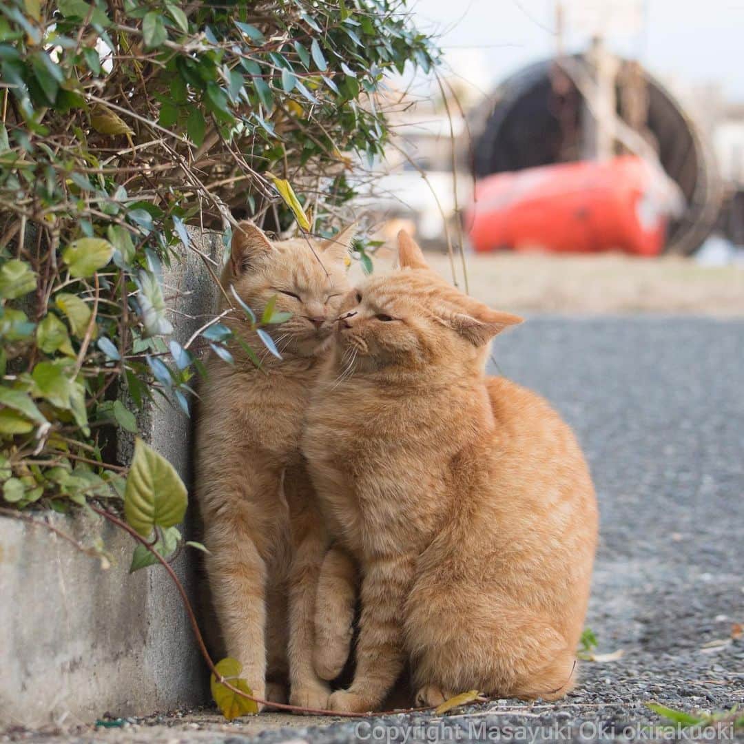 Masayukiさんのインスタグラム写真 - (MasayukiInstagram)「距離感。  おはようございます。 Good morning from Tokyo Japan ☀️ #cat #ねこ」1月31日 8時55分 - okirakuoki