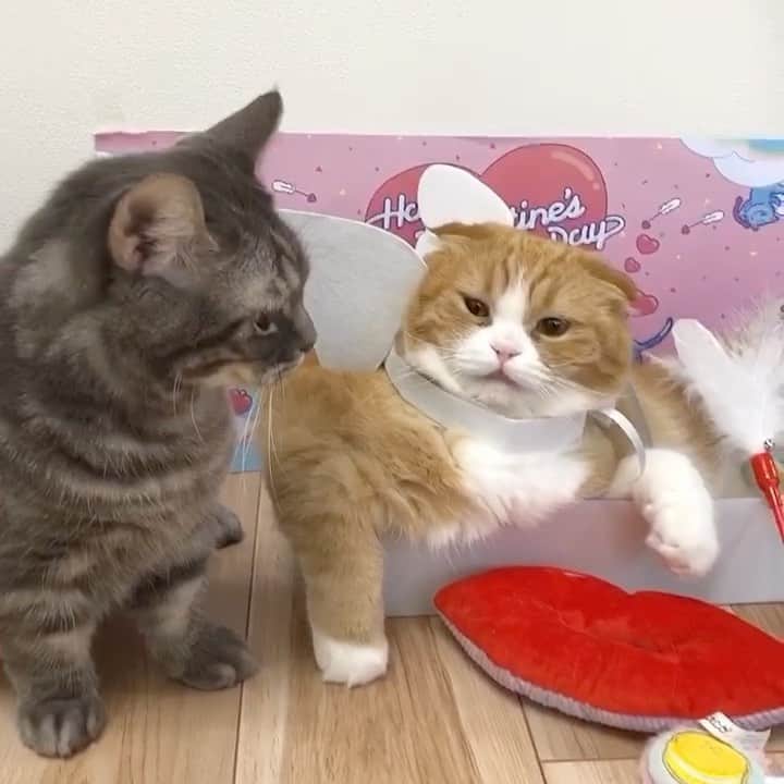 bunny & 2 catsのインスタグラム