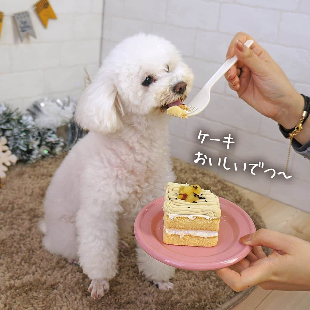 iDog&iCatさんのインスタグラム写真 - (iDog&iCatInstagram)「🎂 1/30は社犬コユキの7歳のお誕生日でした🎉 ★HappyBirthday COYUKI★  先日、アイカと一緒にケーキを食べたコユキ🎂 ケーキに気づくと、そのままガブリ。 とっても美味しそうに食べてくれました✨  まだまだ現役のコユキ💪 これからもコユキのモデル業を見守ってくださいね😁  #idogicat #idog #icat  #社犬コユキ #トイプードル #誕生日 #バースデー #でつ #7歳 #うちの子優勝」1月31日 9時25分 - idogicat