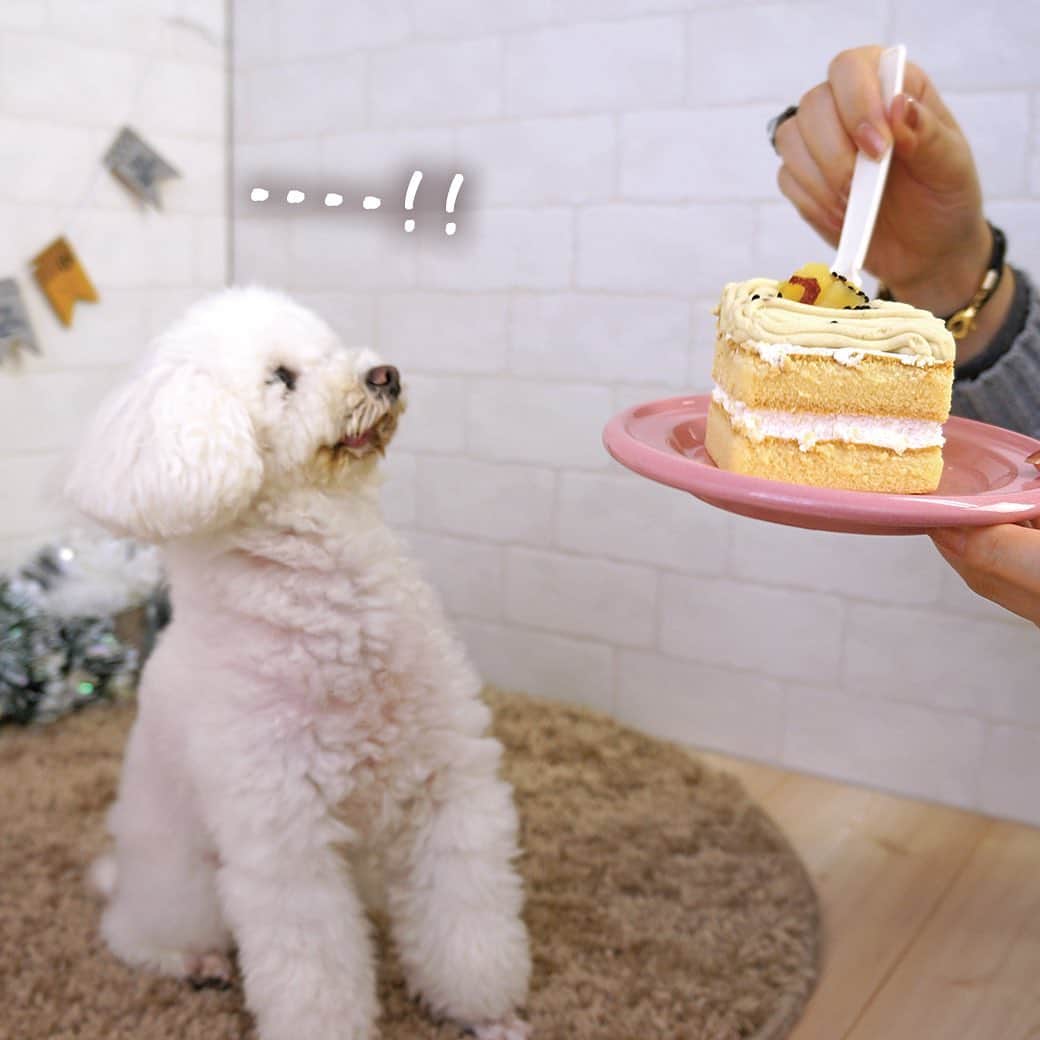 iDog&iCatさんのインスタグラム写真 - (iDog&iCatInstagram)「🎂 1/30は社犬コユキの7歳のお誕生日でした🎉 ★HappyBirthday COYUKI★  先日、アイカと一緒にケーキを食べたコユキ🎂 ケーキに気づくと、そのままガブリ。 とっても美味しそうに食べてくれました✨  まだまだ現役のコユキ💪 これからもコユキのモデル業を見守ってくださいね😁  #idogicat #idog #icat  #社犬コユキ #トイプードル #誕生日 #バースデー #でつ #7歳 #うちの子優勝」1月31日 9時25分 - idogicat