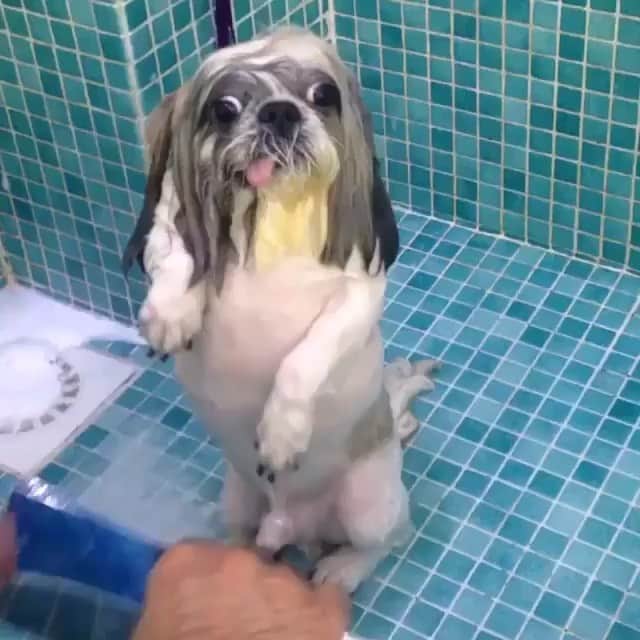 Paw Heartのインスタグラム：「Gettin ready...」