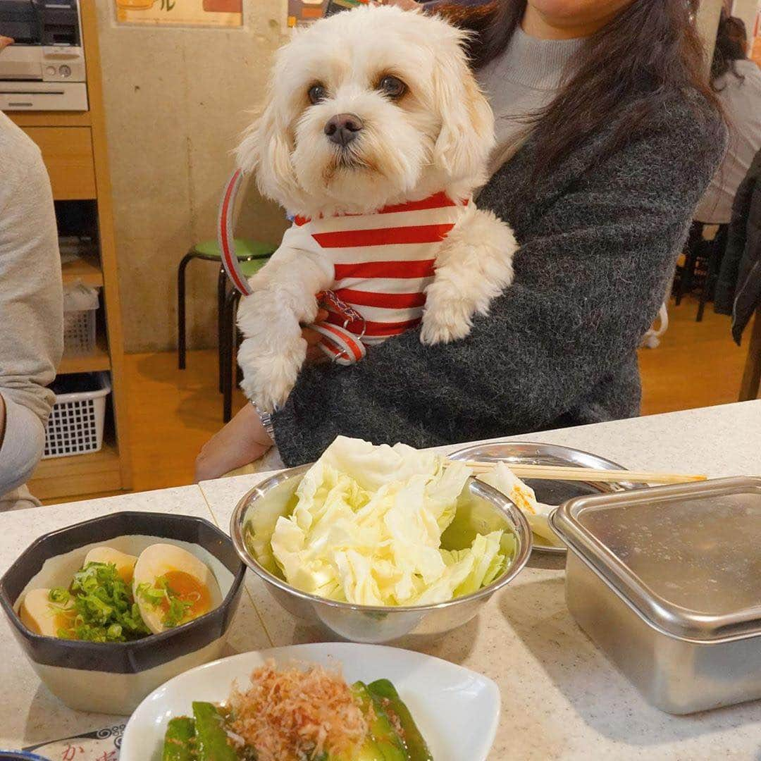 串カツ田中さんのインスタグラム写真 - (串カツ田中Instagram)「. @royalmilkdog さん より ご来店ありがとうございます！ . わんちゃんと一緒にお食事できるお店、以外と少ないですよね😢 串カツ田中では一部店舗でわんちゃんとも一緒にお食事を楽しんでいただけます♪ ぜひわんちゃんと、ご家族の皆様でご来店ください！ ※ペット同伴可能店舗についてはHPよりご確認ください。 ----------------------------------------------------- くしかつたなか🐶 ----------------------------------------------------- . みなさんも #串カツ田中 で投稿してみてくださいね。投稿いただいた素敵なお写真を、串カツ田中の公式アカウントでご紹介させていただいております！ . . #串カツ#串カツ田中#2度づけ禁止#揚げたて#大阪伝統の味#大阪グルメ#東京グルメ#グルメ好きな人と繋がりたい#いぬばか部#関西グルメ#名古屋グルメ#串揚げ#ぐるめ#いぬすたぐらむ🐶#わんちゃん大好き#犬好きと繋がりたい#ペット可#わんこ好き#くしかつ #あげもの #ぐるめすたぐらむ#わんすたぐらむ🐶#わんちゃんのいる生活#わんちゃんのいる暮らし#わんちゃん好き#かわいいわんちゃん#いぬすきなひととつながりたい#散歩ついで #ペットと一緒に#おやつを」1月31日 10時09分 - kushikatsu_tanaka