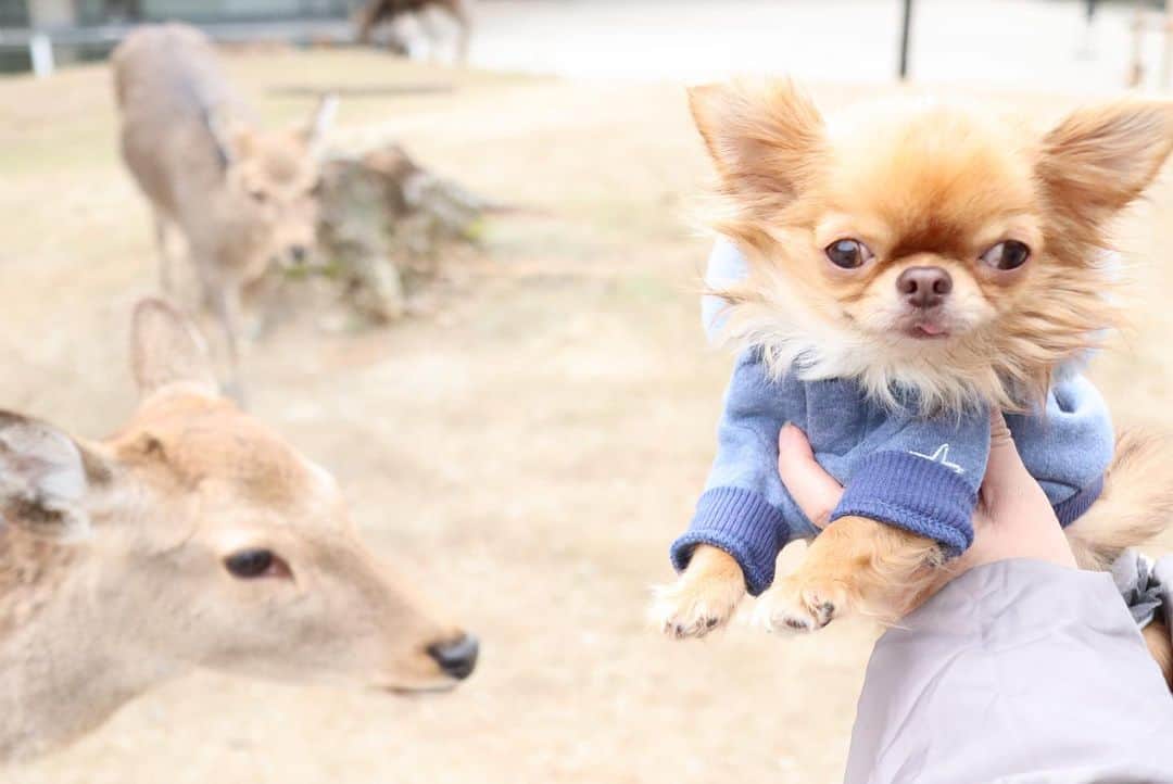 kayoのインスタグラム：「* * 1枚目🦌 まだ鹿に気づいてない くりお🙄🤭 * * 2枚目🦌 ちょ…ちょっと… それ以上近づかないで下さい…💦って言ってる くりお😂 * * kulio💗🦌 * * #奈良#nara #鹿 * #chihuahua#chihuahualove#dogstgram#dog#instadog#チワワ#チワワ大好き * *」