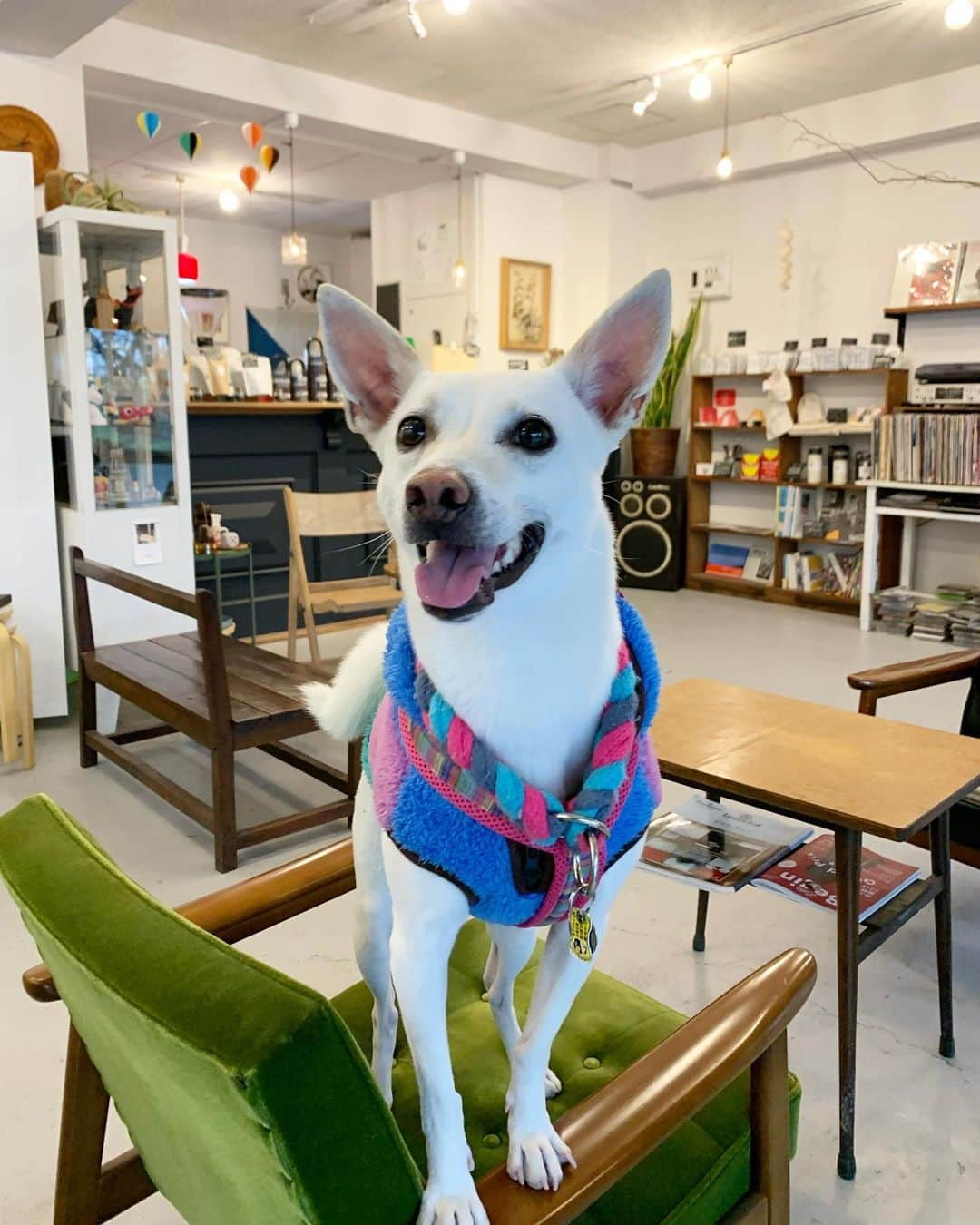 柴犬ハル&保護犬すずさんのインスタグラム写真 - (柴犬ハル&保護犬すずInstagram)「☕️📺 . 「おかーしゃーんー！ すずのテレビの日程決まったよー📺」 . 先日密着していただいた、 すずのテレビの件ですが、 . 1月9日（木）KYT 18時15分以降のニュースエブリーの中で放送されます🙇‍♀️❤️ 鹿児島でのみ放送です🙏 . 時間はまだ未定だそうですが、 18:15分以降に放送されますので、 是非見ていただけると嬉しいです🐐 . 鹿児島以外の方も見れるように、 放送後にインスタに動画アップします🐾 お楽しみにー❤️ . #ヤギに密着 #おかーしゃーん仕事だから録画します #全米が泣いた #ハンカチではなく芋を手にご覧ください🍠 . #柴犬#柴#kagoshima#dog#puppy#shibainu#shibastagram#いぬバカ部#family#鹿児島#赤柴#雑種#天文館#日本犬#保護犬を家族に#保護犬#元保護犬#姉妹#dogs#kagoshima#動物#animal#どうぶつ#시바견#시바이누#시바」1月7日 19時12分 - haruharu040777