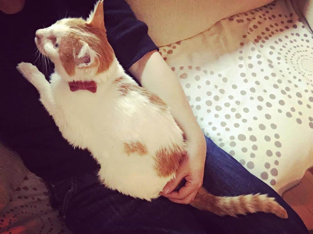 のインスタグラム：「ただいまイオちゃん♡  ママ、お薬引き換え番号間違えて、3時間も無駄に待ってたスットコどっこいだよ。  でも大病じゃなかったよ❣️お互い妙齢同士、ちからを合わせて頑張ろうね。  #猫沢イオ  #イオちゃんすっかり猫らしくなりました♡」