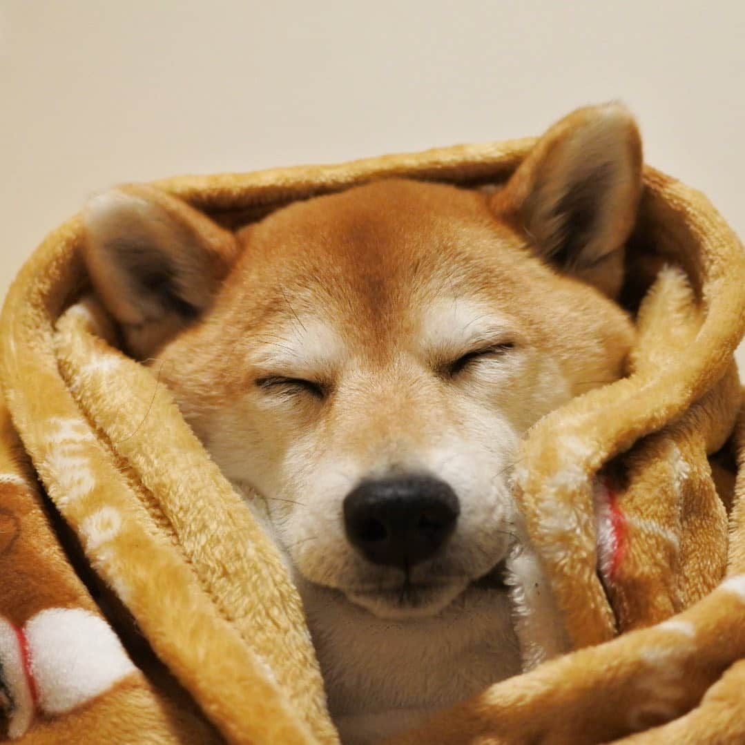マロたんのインスタグラム：「Thank you for the birthday wishes! みなさまありがt…💤 #shiba #shibainu #weeklyfluff #9thbirthday」