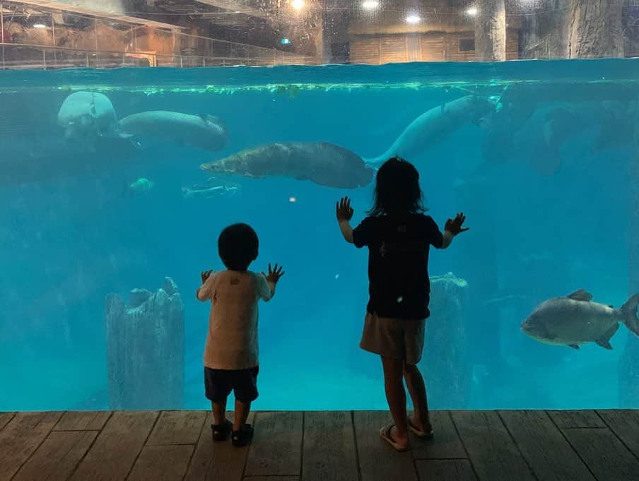 春名亜美さんのインスタグラム写真 - (春名亜美Instagram)「『Singapore ZOO』には、"シンガポール動物園" と、"ナイトサファリ" と、"リバーサファリ" があるので、3回動物園を楽しめる感じ。 前半にシンガポール動物園に行ったので、後半はリバーサファリへ🐠ここは、アジア初にして唯一「川」をテーマにした野生動物公園だそう🏝 日本の水族館みたいなものかなと思っていましたが、動物園と水族館の融合した感じでした🐟🐊🐼🐒 ここも、とっても動物達が近くて、パンダがもう目の前で見れてしまって、私が大興奮🥰 笹を一生懸命食べてる姿が可愛かった🐼💕 『アマゾンリバークエスト』というアマゾン川流域の動物が住む森をボートに乗って探検するアトラクションがあったんですが、 身長制限106cm以上だったので、次男と私はお留守番。 長男とパパが探検に繰り出してました🚣🏽‍♂️ フラミンゴやジャガーが見れたらしいです🦩 ・ ・ ・ #シンガポール動物園 #singaporezoo #riversafarisingapore #riversafari #リバーサファリシンガポール #アマゾンリバークエスト  #シンガポール #singapore #子連れシンガポール #子連れ旅行 #5歳8ヶ月 #2歳5ヶ月 #兄弟 #兄弟ママ」1月7日 19時18分 - amiharunaami