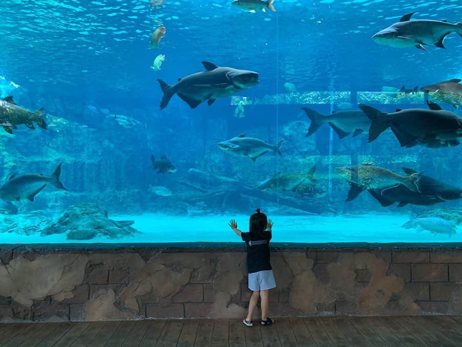 春名亜美さんのインスタグラム写真 - (春名亜美Instagram)「『Singapore ZOO』には、"シンガポール動物園" と、"ナイトサファリ" と、"リバーサファリ" があるので、3回動物園を楽しめる感じ。 前半にシンガポール動物園に行ったので、後半はリバーサファリへ🐠ここは、アジア初にして唯一「川」をテーマにした野生動物公園だそう🏝 日本の水族館みたいなものかなと思っていましたが、動物園と水族館の融合した感じでした🐟🐊🐼🐒 ここも、とっても動物達が近くて、パンダがもう目の前で見れてしまって、私が大興奮🥰 笹を一生懸命食べてる姿が可愛かった🐼💕 『アマゾンリバークエスト』というアマゾン川流域の動物が住む森をボートに乗って探検するアトラクションがあったんですが、 身長制限106cm以上だったので、次男と私はお留守番。 長男とパパが探検に繰り出してました🚣🏽‍♂️ フラミンゴやジャガーが見れたらしいです🦩 ・ ・ ・ #シンガポール動物園 #singaporezoo #riversafarisingapore #riversafari #リバーサファリシンガポール #アマゾンリバークエスト  #シンガポール #singapore #子連れシンガポール #子連れ旅行 #5歳8ヶ月 #2歳5ヶ月 #兄弟 #兄弟ママ」1月7日 19時18分 - amiharunaami