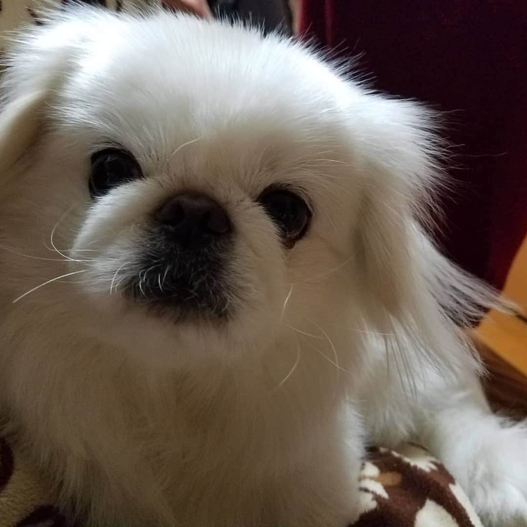 のインスタグラム：「#ペキニーズ #ぺきにーず #白ペキニーズ #Pekingese #pekingese  #pekingeselove #pekingesesofinstagram  #pekinese #pekistagram  #japanese #japan #dogstagram  #dogs #dog #japanesedog #japanesedogs #doglover #love #iloveyou #ilovedogs #京叭狗 #페키니즈 #cute #cutedog  #ハロウィン #愛犬 #わんこ #犬 #エブリドッグ #ZIP写真部」