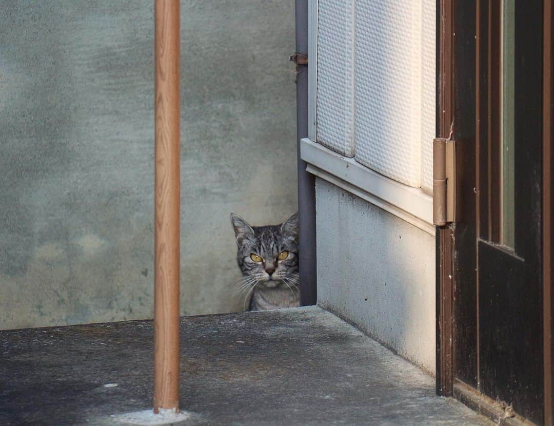 千倉里菜さんのインスタグラム写真 - (千倉里菜Instagram)「今日のひょっこりにゃんこ。🐈 . たくましい顔立ち！ . . . _ #鋭い眼光 #ねこ #猫 #野良猫 #外猫 #自由猫 #にゃんすたぐらむ #猫写真 #ネコ #neko #nekoclub #catsofinstagram #cat #cats_of_instagram #写真 #写真好きな人と繋がりたい #cats_of_world #catlovers #catstagram #ひょっこりにゃん #ひょっこりはん」1月7日 10時46分 - rina_amatsuma