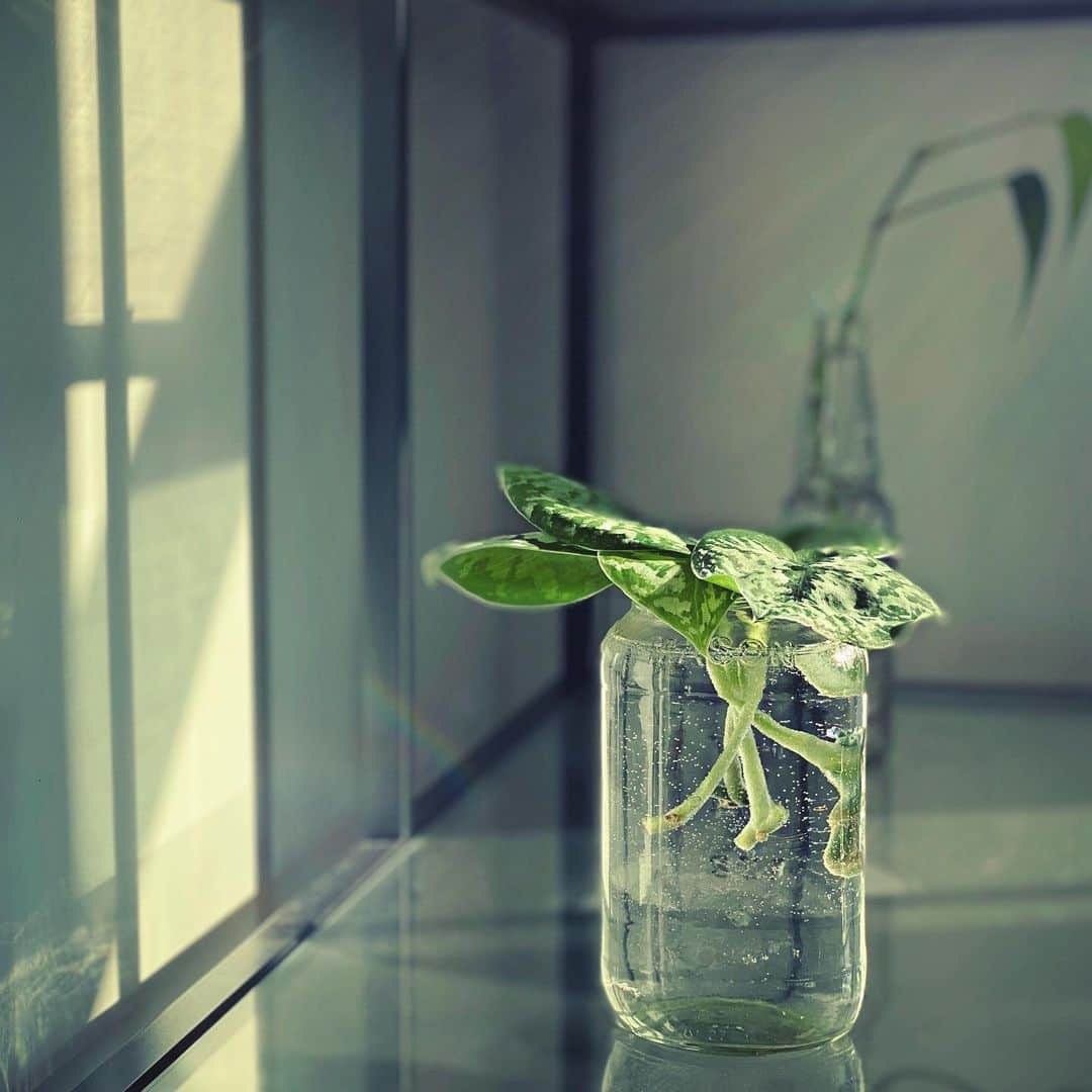 アサ・アキラさんのインスタグラム写真 - (アサ・アキラInstagram)「My passions are motherhood, propagating plants, and double penetration.」1月7日 10時59分 - asahole