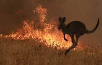 アリソン・バン・アイトバンクさんのインスタグラム写真 - (アリソン・バン・アイトバンクInstagram)「Poor Australia! I donated and want to ask everyone to help these animals and people caught by this terrible fire. #wearetheworld #prayforaustralia」1月7日 11時39分 - alison_van_uytvanck