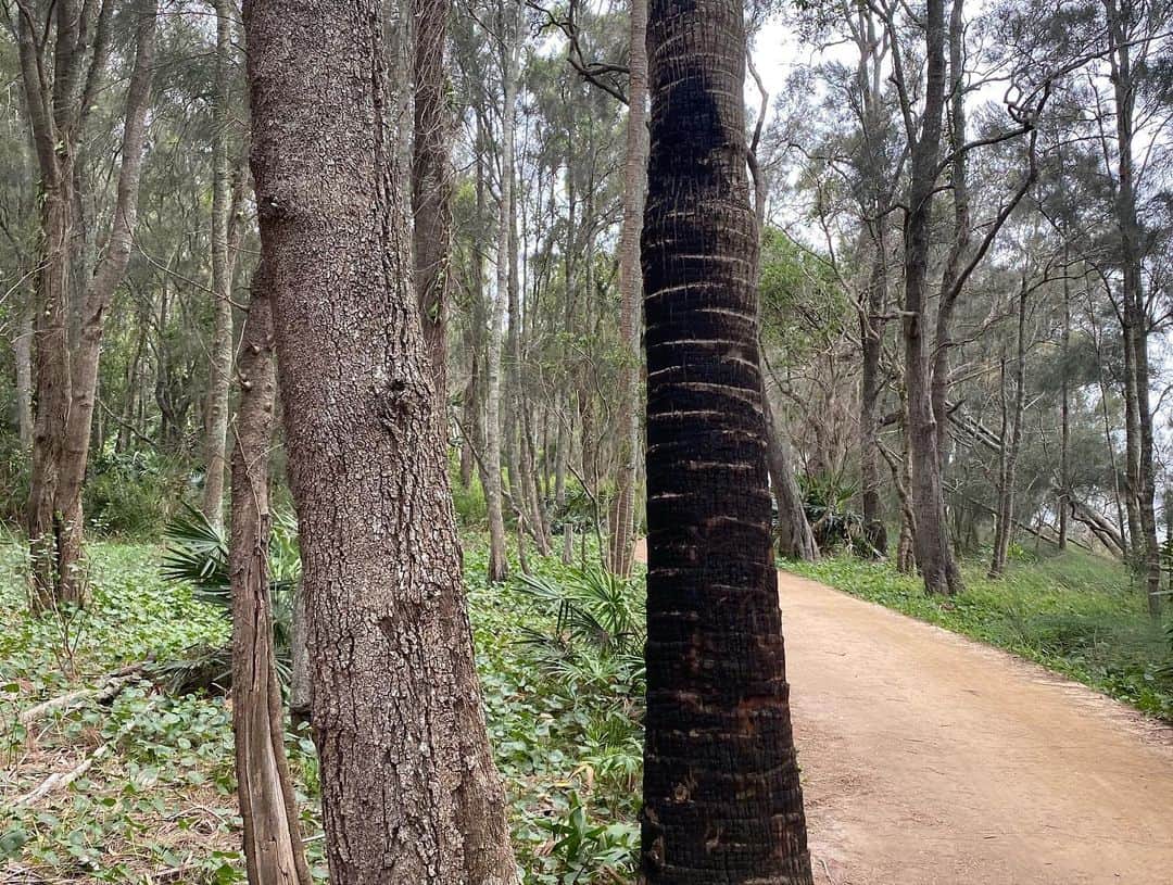 大瀧彩乃さんのインスタグラム写真 - (大瀧彩乃Instagram)「・ 自然豊かなオーストラリアで森林火災が起こっています。 旱魃による自然発火で、風も強い日が多く広がっていました。 いつも見かけていた野生のワラビーやコアラも全く見かける事がなく… ナショナルパークも閉鎖。 火災に遭遇はしなかったものの、灰が飛んでいて私も体調を崩しました。 近くに行く方はマスクを持っていくことをお勧めします。  そして1日も早く火災がおさまりますように。 心から願っています。  今回も素晴らしい景色と出会えて嬉しかったです🌎  #オーストラリア #5枚目のお写真は　@earth  さんのをお借りしています。 #雨が沢山降りますように☔️」1月7日 12時09分 - _ayanootaki_