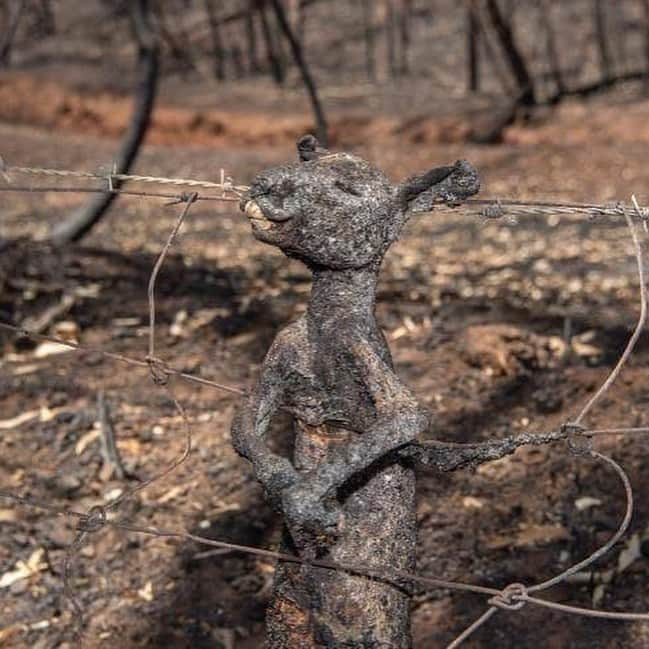 シェマー・ムーアさんのインスタグラム写真 - (シェマー・ムーアInstagram)「To my Australian Fans n Baby Girls.... These photos speak a thousand heartbreaking words... I’m sending my thoughts and prayers to you all during this catastrophic and hard time.... and to ALL of my FANS... if you would like to donate in any way here are some links to help: - www.rfs.nsw.gov.au - www.cfa.vic.gov.au - www.givit.org.au - www.cfsfoundation.org.au - www.redcross.org.au - www.koalahospital.org.au . . And to my friends Tamika, Carlyle and MAX @senor_maxi who lives out there.. Stay safe my friends!!! 🧡 . Much Love 🧡 Shemar」1月7日 12時21分 - shemarfmoore