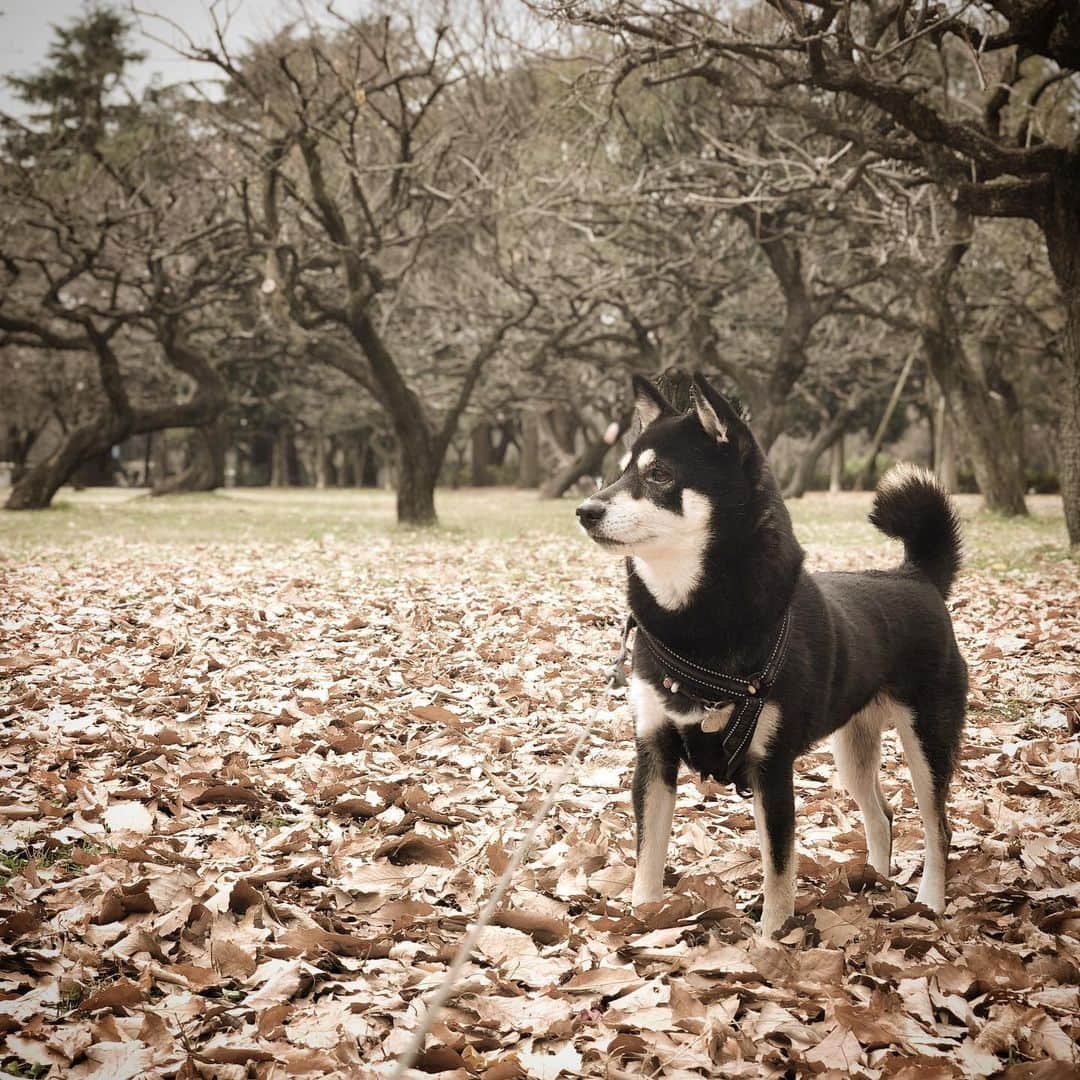 vo_coのインスタグラム：「🐾 最近ちょっとストレスが溜まってそうだったこたつさんを広い公園に連れて行ったら、枯葉のカサカサが楽しかったみたいで久しぶりに楽しそうに走ってました * ちなみに飼主は昨夜、スーパーのエスカレーターでつんのめって転けて、両スネと指とアゴを強打して久しぶりに流血しました…受身も取れずにまともに転んだのどれだけぶりだ… …これが老いなのか…？？ * #認めたくないものだな #shibastagram #instashiba #shiba #shibainu #黒柴 #柴犬」