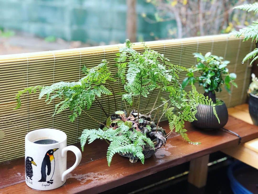 金成公信のインスタグラム：「盆栽見ながらカーフィー。 #珈琲 #coffee #盆栽 #bonsai #bonsaijapan #japanesebonsai #wabisabi #bonsailovers #bonsailife #bonsaitree #bonsaiart #bonsaigram #bonsaiworld #plants #tree #greenlife #greenlifestyle #苔 #moss」