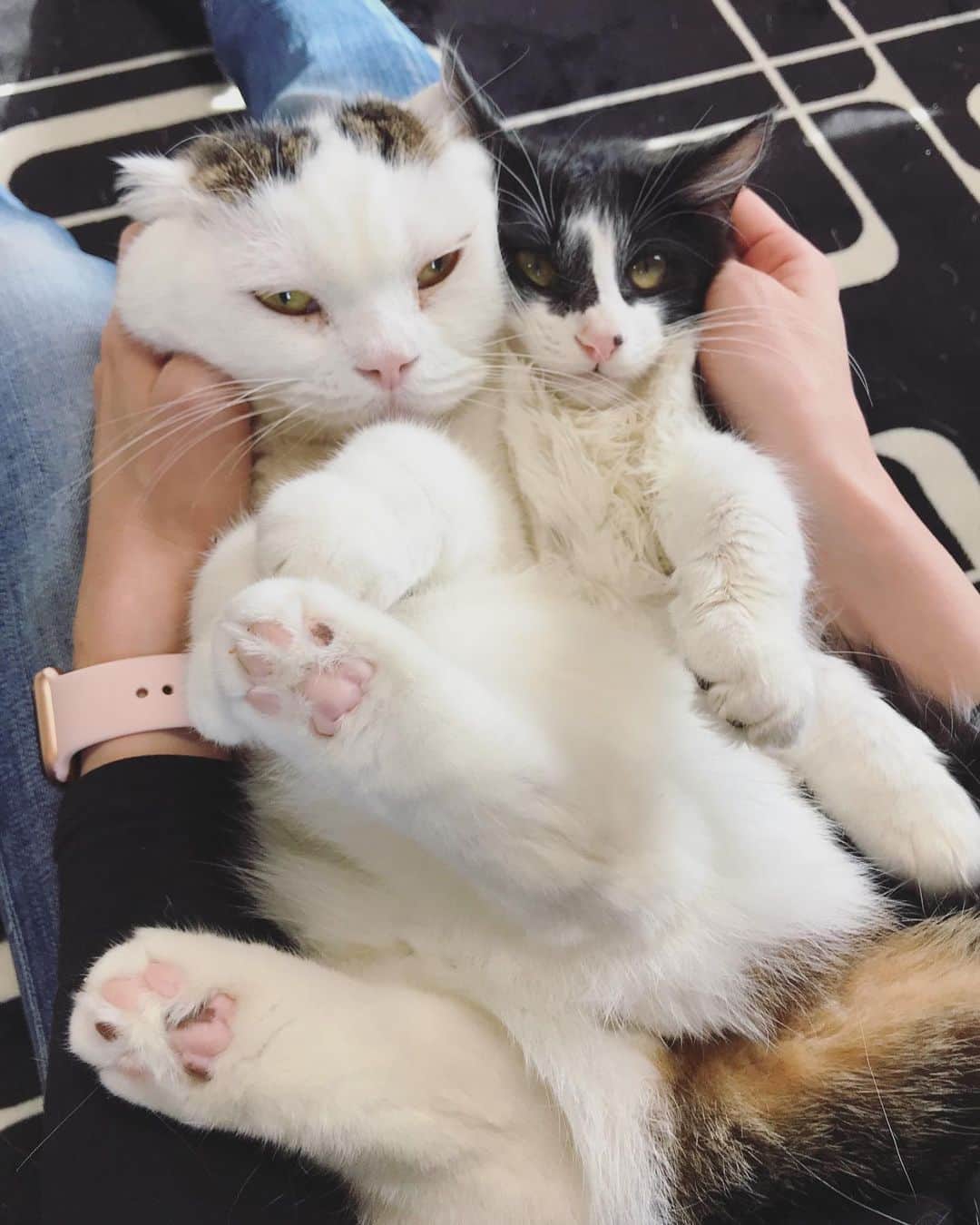 もじゃころさんのインスタグラム写真 - (もじゃころInstagram)「たぶん最初で最後の膝上ツーショット😂仰向けにされるのがしぬほどキライなゆるくんが膝の上に乗るだけでもすごいのに、坂東とセットなんて雨が降っちゃうww  ごちそうさまでした💕  #坂東玉隠しシャシャ丸  #ゆるくん  #あいちゃんの膝の上」1月7日 12時41分 - mojyacoro96