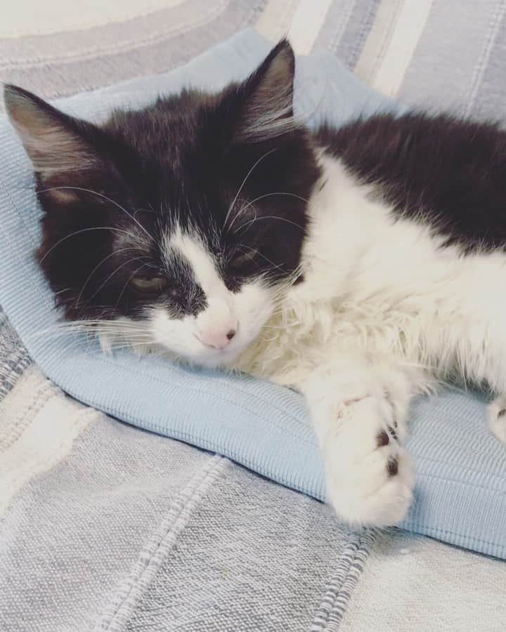 もじゃころのインスタグラム：「今日もかわいい坂東玉隠しシャシャ丸！ 今日もハゲゴロ坂東玉隠しシャシャ丸！ どうしても歌を歌ってくれない坂東玉隠しシャシャ丸！  毎日見てるとちゃんと成長してるのかよくわかんないけど、ちょっとは大きくなったかな？？ #坂東玉隠しシャシャ丸  #坂東玉隠しシャシャ丸の歌」
