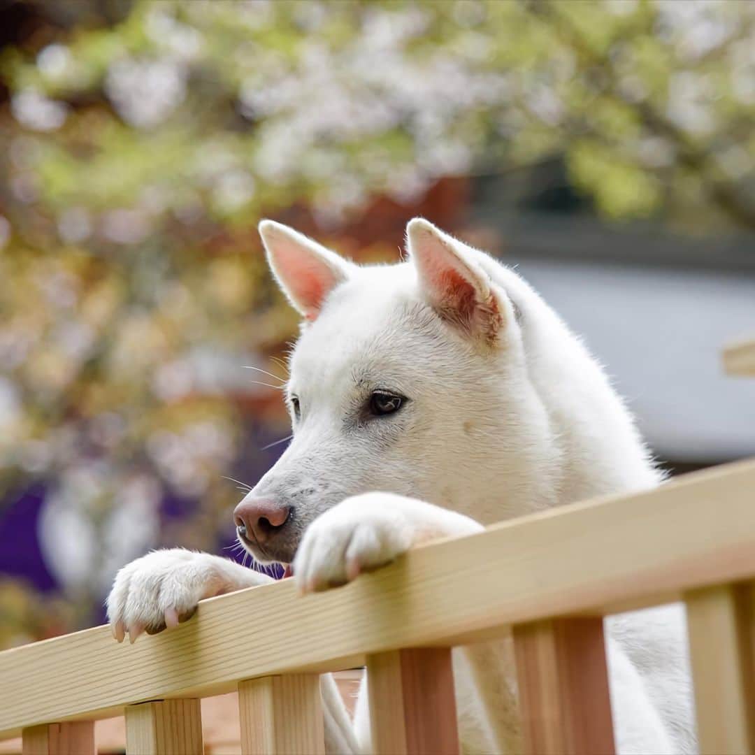 Hanako公式さんのインスタグラム写真 - (Hanako公式Instagram)「ぶらり参拝旅のヒント🐕﻿ ﻿ 世界遺産の神社で会う母になったご神犬。丹生都比売神社にご神犬として奉献された紀州犬・すずひめ号（メス）は、毎月16日の月次祭の日に神前に参拝、その後一般公開されています！2019年9月には3匹の子犬を出産。いずれ親子で参拝する姿も見られるかも。﻿ ﻿ *﻿ ﻿ ＼#Hanakogram 投稿募集中！／﻿ 今月のお題は 「#温泉旅メモ」♨️﻿ みなさんが温泉旅行で見つけたグルメや美しい風景を教えてください！ハッシュタグを付けてぜひ投稿してくださいね。﻿ ﻿ 📌参加方法﻿ STEP1：「温泉旅メモ」に合う写真に# Hanakogram と # 温泉旅メモ を付けて投稿。﻿ STEP2：Hanako編集部が毎月投稿を審査します。﻿ STEP3：Hanako賞に選ばれた投稿を、Hanako公式Instagramで紹介いたします。﻿ ﻿ 期間は2019/12/20〜2020/1/19。Hanako賞に選ばれた方には、「ぶどうの木×Hanako限定クレームブリュレタルト」をプレゼント🍮﻿ ﻿ *﻿ ﻿ 【Hanako_神社とお寺特集】﻿ #Hanako #Hanako_magazine #初詣 #お正月 #元旦 #神社 #寺 #お参り #椿大神社 #縁結び#開運 #祈願 #パワースポット #お守り  #和歌山旅行 #神社巡り#御朱印 #日帰り旅 #旅行 #女子旅 #タビジョ #temple #2020年 #子年 #丹生都比売神社 #ふわもこ部 #photoby_ShinnosukeYoshimori」1月7日 13時03分 - hanako_magazine