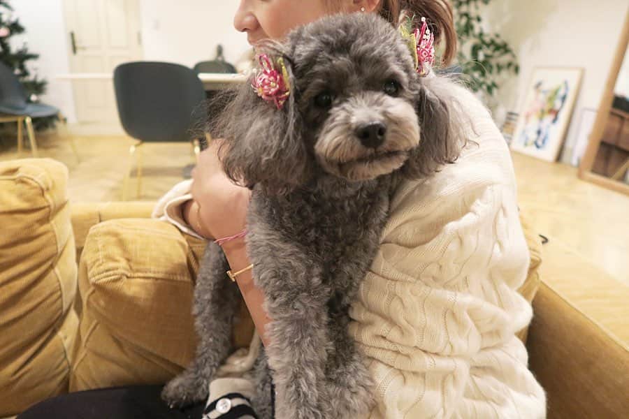 Mai Wakimizuさんのインスタグラム写真 - (Mai WakimizuInstagram)「カプリも耳のおリボンでお正月モード＼(^o^)／私的には3枚目の上目遣いがお気に入り♡カプたん、12月31日で6歳のお誕生日を迎えました♡ #愛犬カプリ#トイプードル」1月7日 13時46分 - wakkin__m