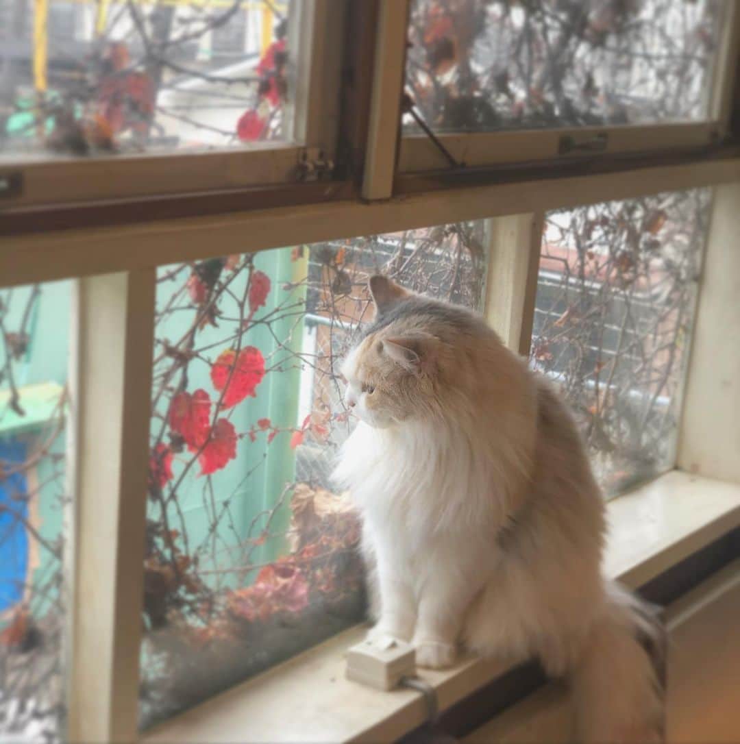 石橋あこのグルメインスタ