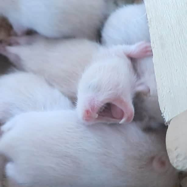 M nakataのインスタグラム：「これはスゴイ💦🐹﻿ ﻿ 目覚めた赤ちゃんハムスターに﻿ ﻿ 母親の厳しいシツケが﻿ ﻿ 待っていた…💦﻿ ﻿ Baby hamster and mother awake﻿ ﻿ ﻿ 生後16日目の﻿ ﻿ ゴールデンハムスターの﻿ ﻿ 赤ちゃん🤗﻿ ﻿ 彼らは目が開いて﻿ ﻿ 動き回るようになりました❤﻿ ﻿ 寝ている様子や﻿ ﻿ おやつを食べる様子が﻿ ﻿ 可愛くてたまりません😍﻿ ﻿ Baby hamster and mother awake﻿ ﻿ A 16-day-old golden hamster baby.﻿ ﻿ They opened their eyes and ﻿ ﻿ began to move around.﻿ ﻿ Sleeping and eating snacks are cute and﻿ ﻿  irresistible. ﻿ ﻿ 👉 この写真の動画は﻿ ﻿ プロフィールのYoutube から見てね♪﻿ ﻿ Please have a look at this picture`s﻿ ﻿ & LINE stickers &  Parker　&﻿ ﻿ Youtube from my profile♪ ﻿  刚醒来的仓鼠正在等待母亲的刺镰……这真是太神奇了！  一个16天大的金黄仓鼠宝宝。 他们睁开眼睛，开始四处走动。  睡觉和吃零食都很可爱而且令人无法抗拒。  您可以从个人资料中观看YouTube视频。 ﻿ 👉今だけ!カレンダー販売中!﻿ ﻿ 👉 チーズJr.くん限定グッズ﻿ ﻿ 👉 チーズJr.くん の可愛いパーカー販売中 Parker on sale ﻿ ﻿ 👉 LINEスタンプ販売中LINE stickers on sale﻿ ﻿ 👉 ハムスター の飼い方♪おすすめペレットなど ♪ ﻿ ﻿  #ハムスター #ゴールデンハムスター #ハムスター部 #ふわもこ部 #ふわもこ部 #もふもふ #ハムスタグラム #ハムちゃん #ペット #アニマル写真部 #キンクマハムスター #もふもふ部 #可愛い #癒し #手乗り #肩乗り #はむすたぐらむ #はむはむ #hamster #love #kinkuma #hamstergram #ごはん #頬袋 #チーズくん #オセロくん #チーズJrくん #hamstergram #hamsterlife #hamsterlove #hamsterlover ﻿ ﻿」